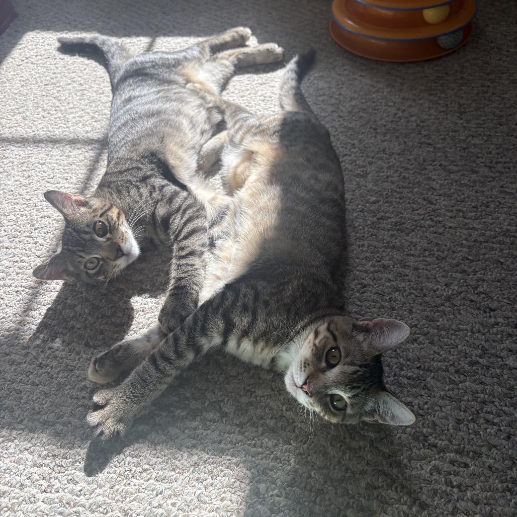 Enlarge Molly (and Mad Max), a Adoptable Domestic Short Hair in Mount Laurel, NJ image 2/6