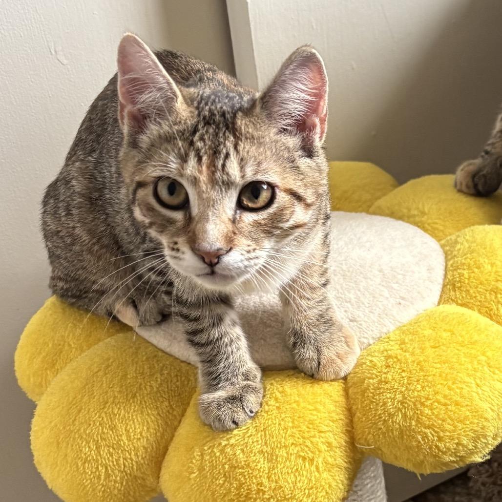 Enlarge Molly (and Mad Max), a Adoptable Domestic Short Hair in Mount Laurel, NJ image 3/6