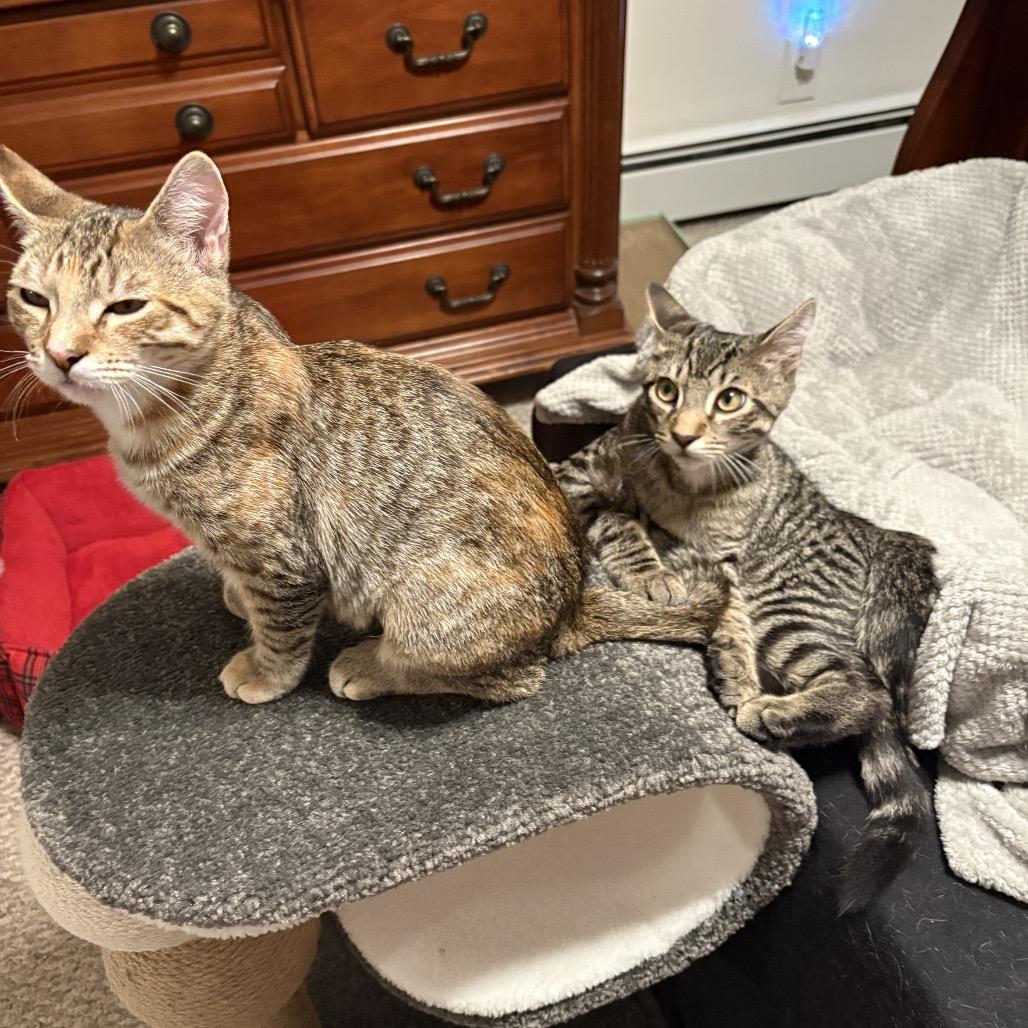 Enlarge Molly (and Mad Max), a Adoptable Domestic Short Hair in Mount Laurel, NJ image 4/6