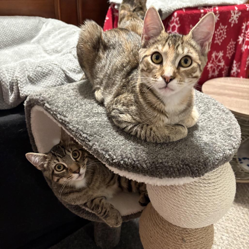 Enlarge Molly (and Mad Max), a Adoptable Domestic Short Hair in Mount Laurel, NJ image 6/6