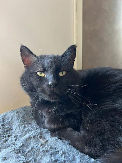 Claus, Adoptable, Adult Male Domestic Short Hair.