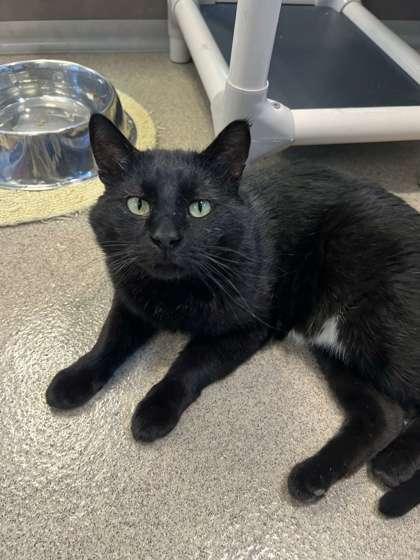 Claus, a Adoptable Domestic Short Hair in Oskaloosa, IA image 2/2