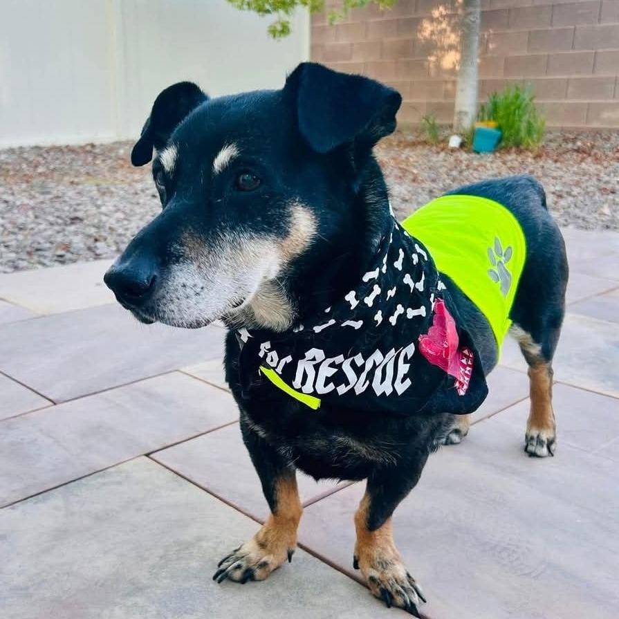 Peanut OS PDR, Adoptable, Senior Male Dachshund & Mixed Breed.