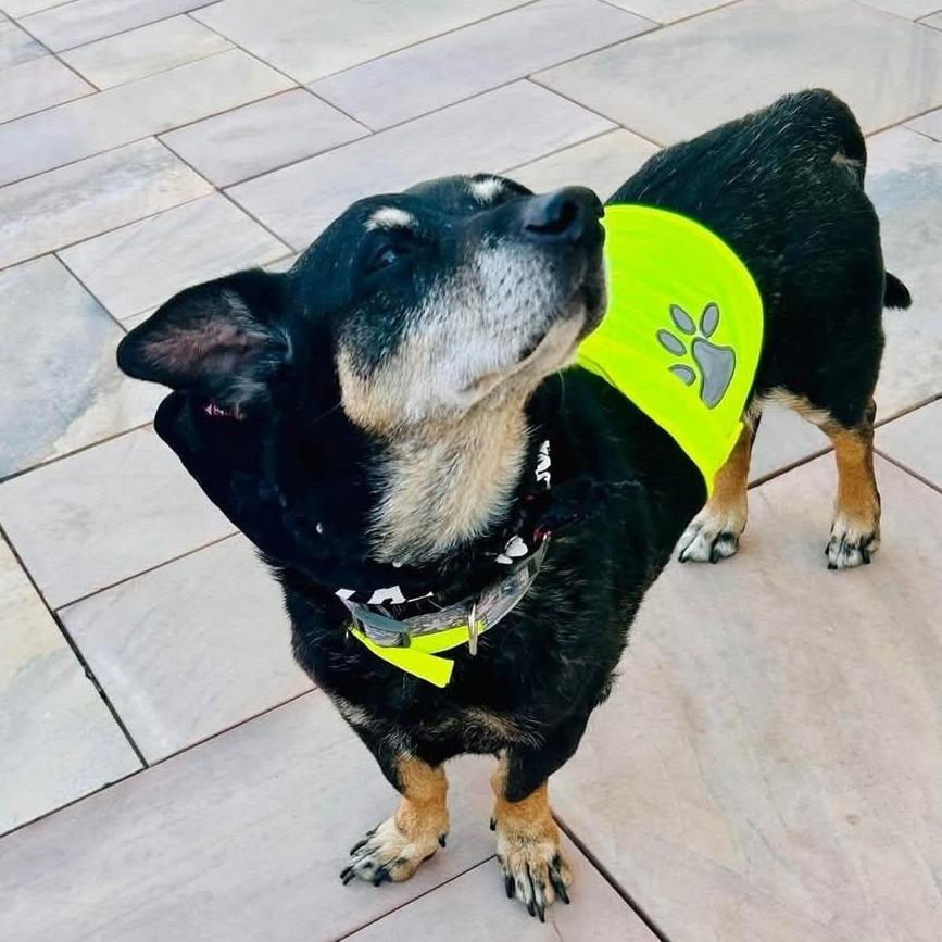 Enlarge Peanut OS PDR, a Adoptable mixed breed in Las Vegas, NV image 2/6