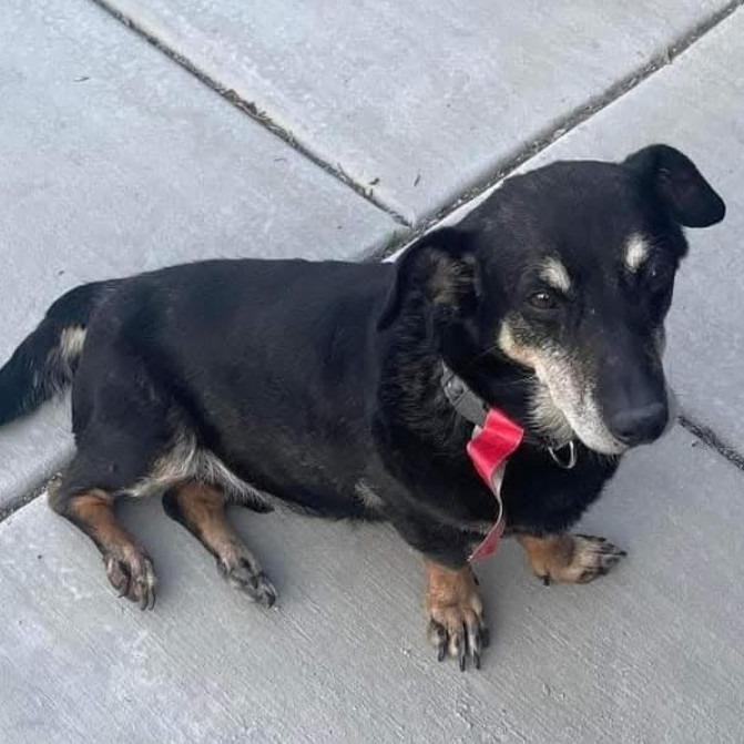 Enlarge Peanut OS PDR, a Adoptable mixed breed in Las Vegas, NV image 4/6