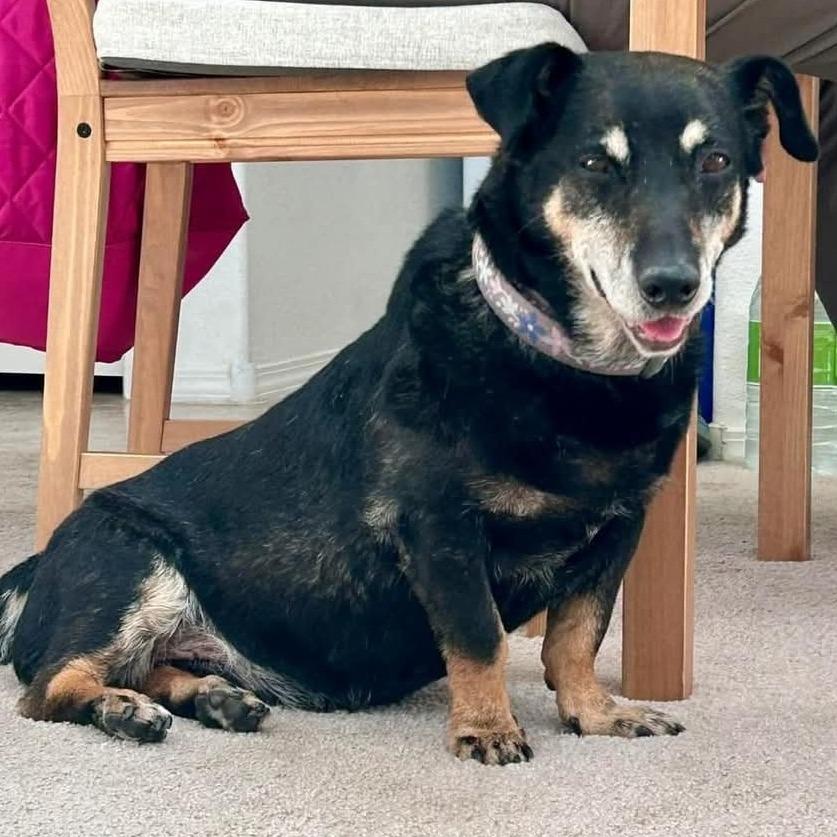 Enlarge Peanut OS PDR, a Adoptable mixed breed in Las Vegas, NV image 6/6