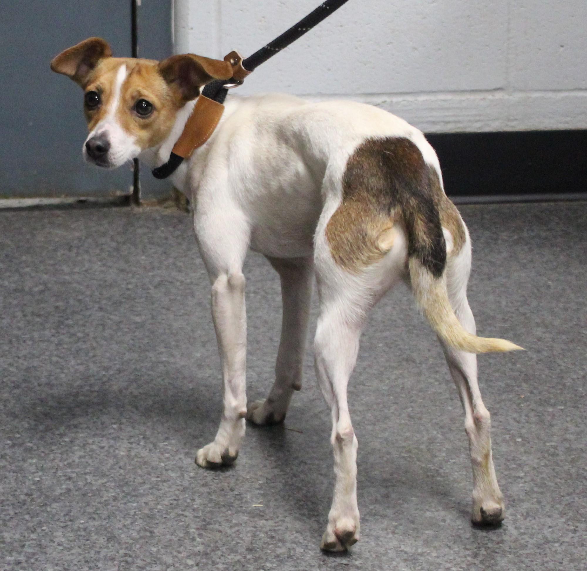 Enlarge Martina (10479), a ADOPTABLE mixed breed in Heath, OH image 2/2