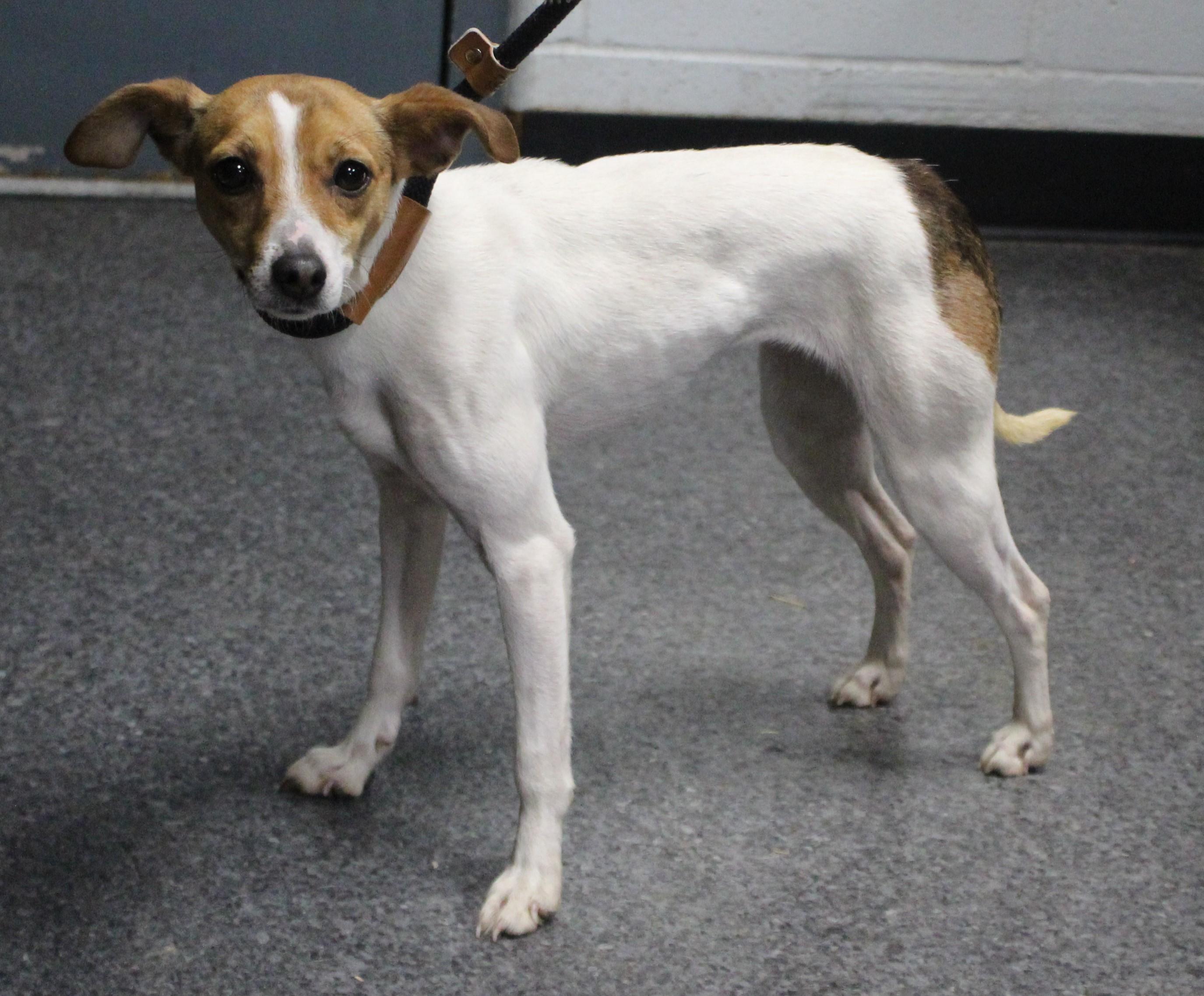 Martina (10479), ADOPTABLE, Adult Female Italian Greyhound.