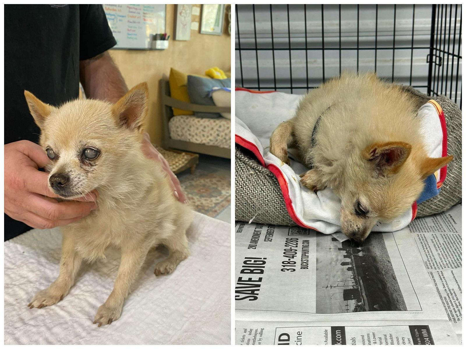 Missie (NOT YET AVAILABLE), Adoptable, Senior Female Pomeranian.