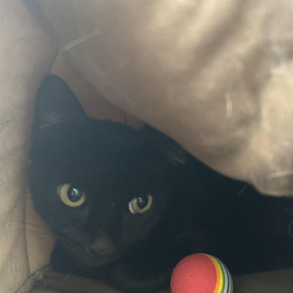 Enlarge Raven, a Adoptable Domestic Short Hair in Nashville, TN image 1/1