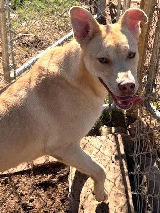 Lexie, a Adoptable mixed breed in Carrollton, GA image 2/3