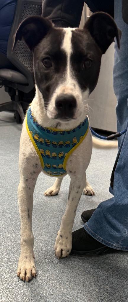 Enlarge Kate McCallister, a Adoptable mixed breed in Sapulpa, OK image 1/1