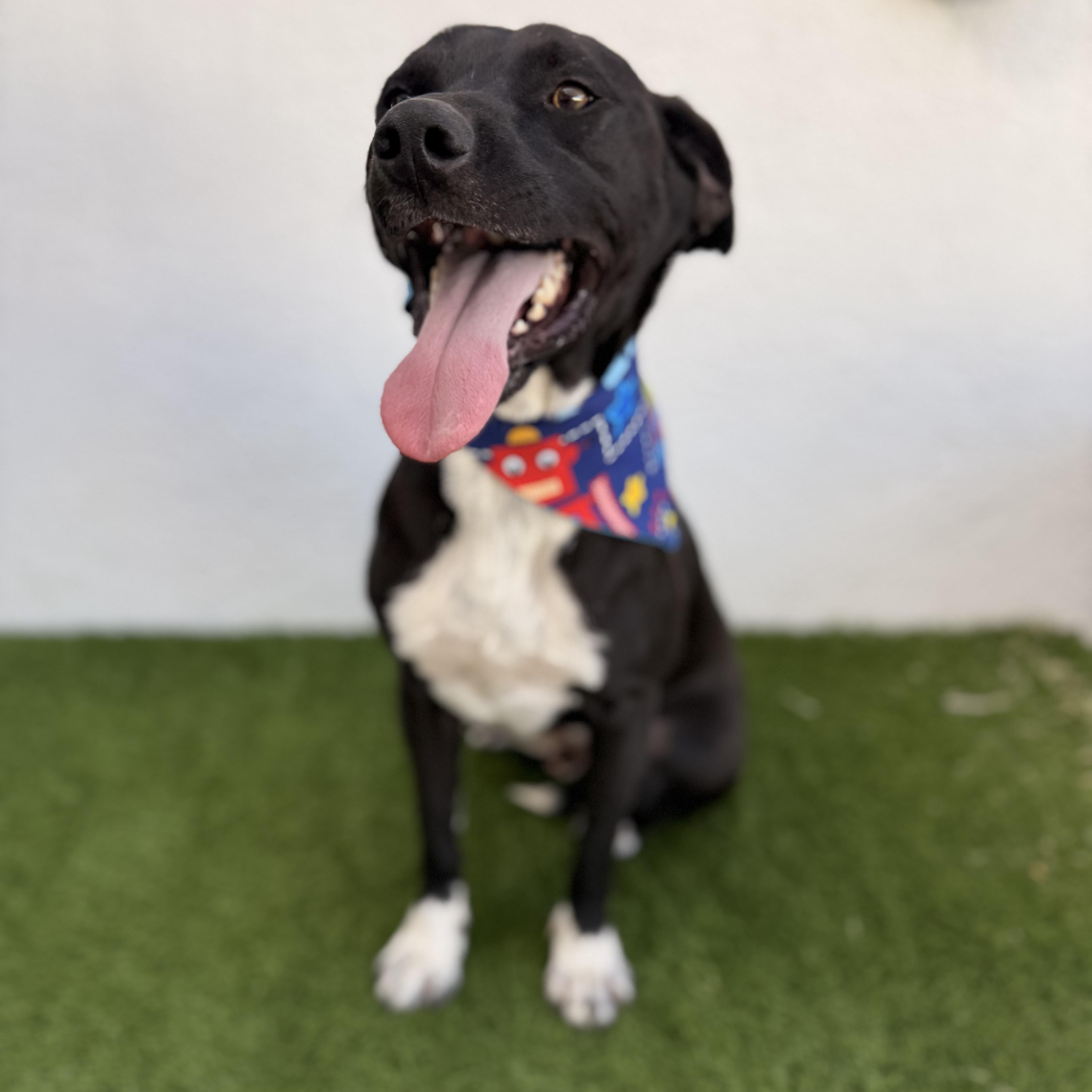 Enlarge PAQUITO, an adopted mixed breed in Tecate, BCN image 4/6