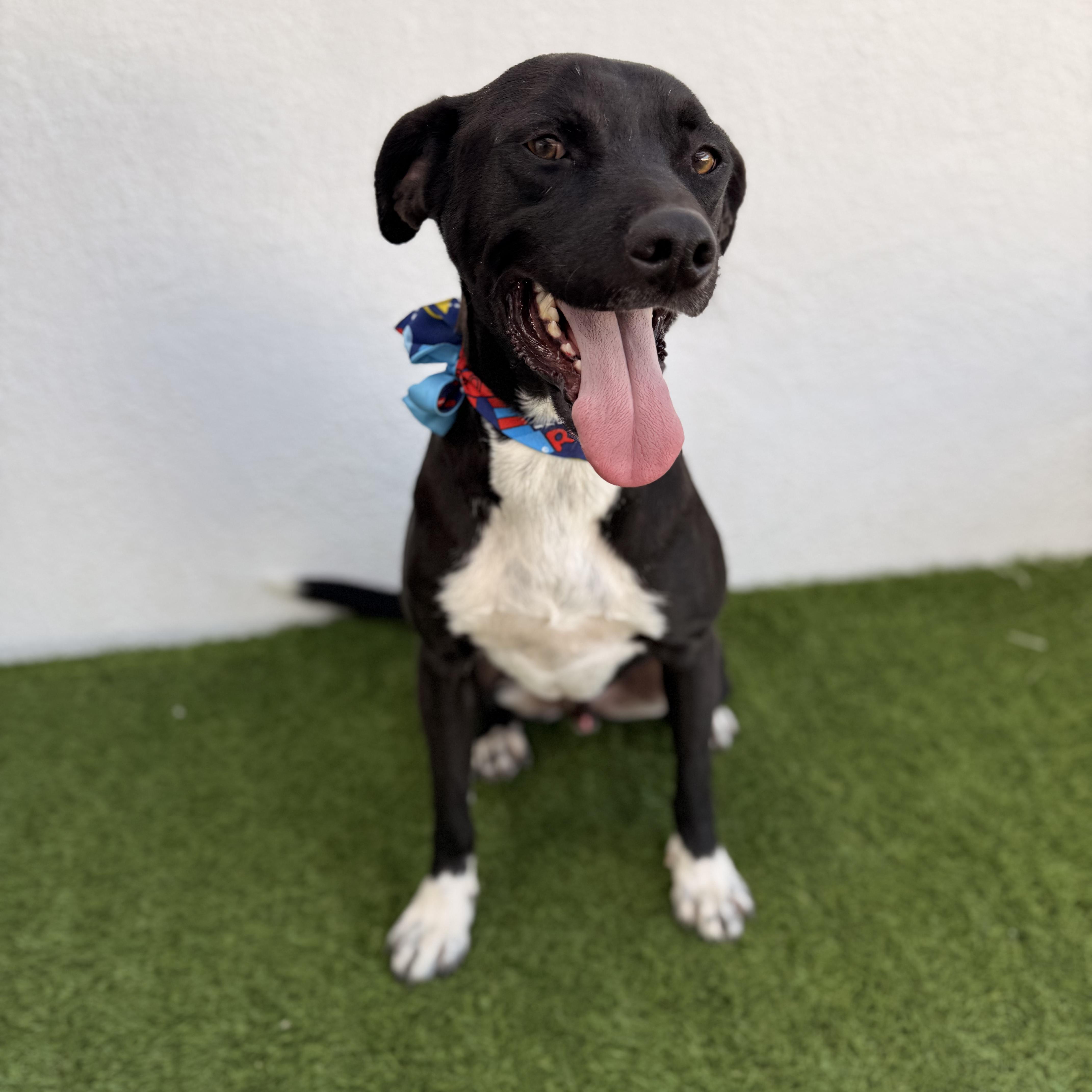 Enlarge PAQUITO, an adopted mixed breed in Tecate, BCN image 5/6