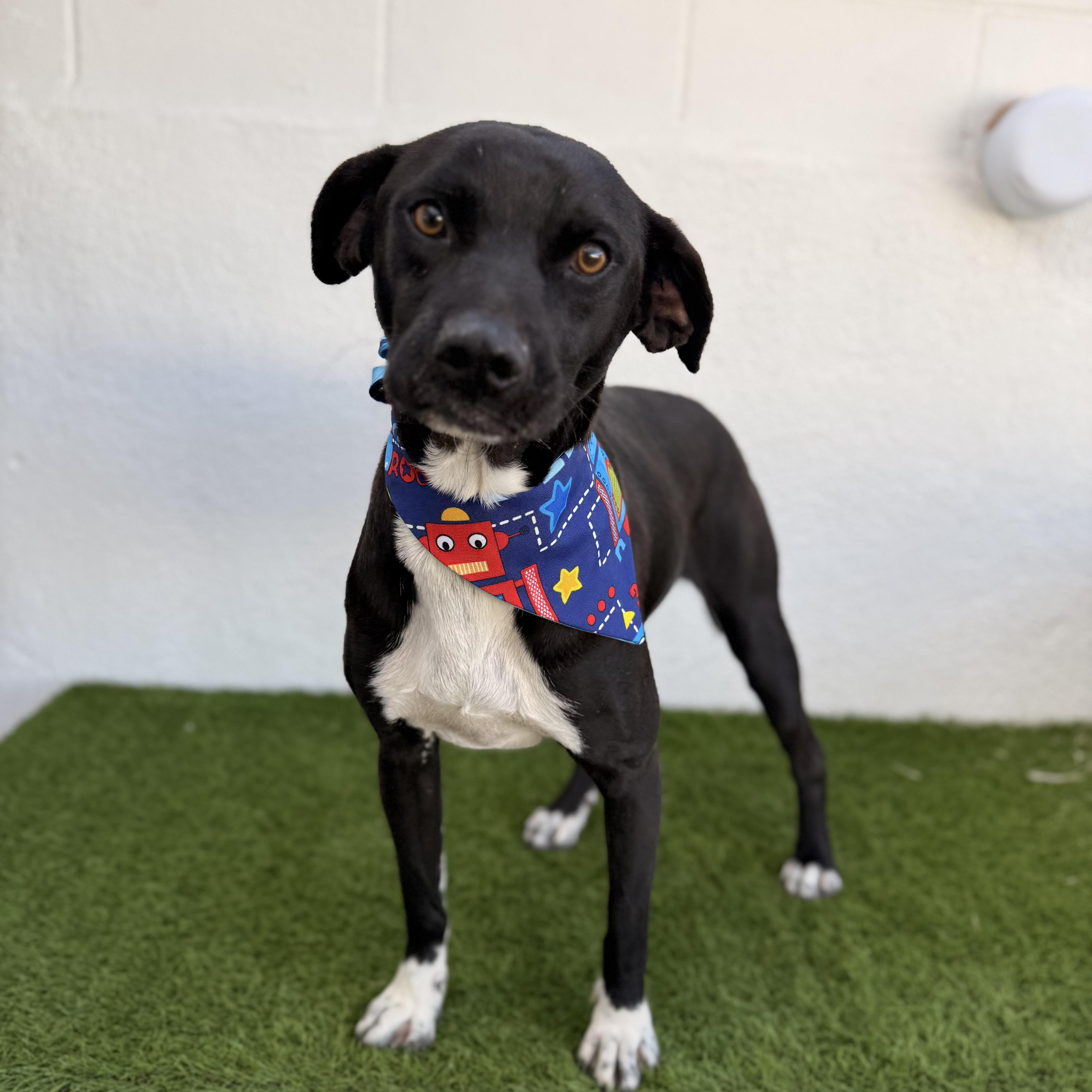 Enlarge PAQUITO, an adopted mixed breed in Tecate, BCN image 6/6