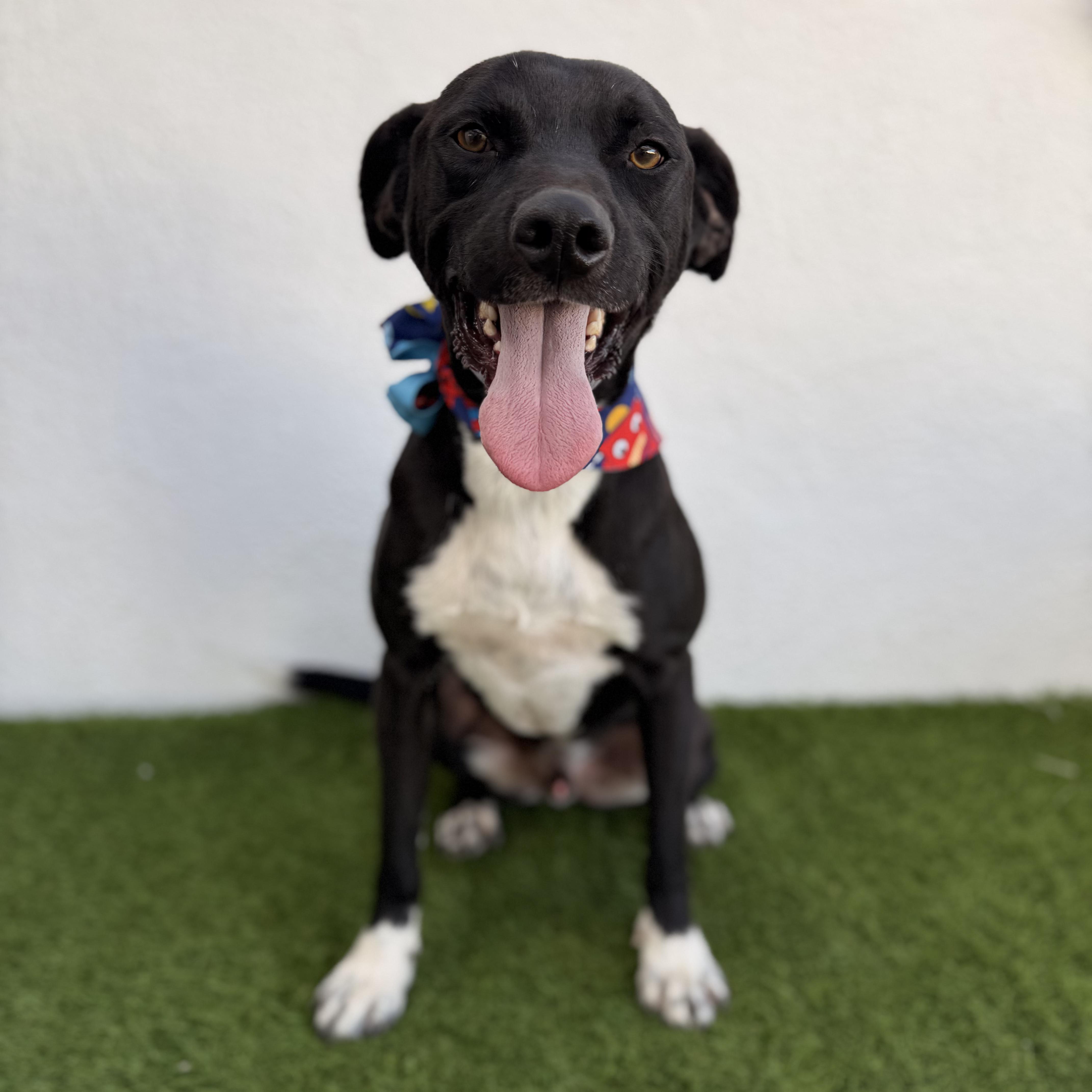 PAQUITO, adopted, Young Male Labrador Retriever.