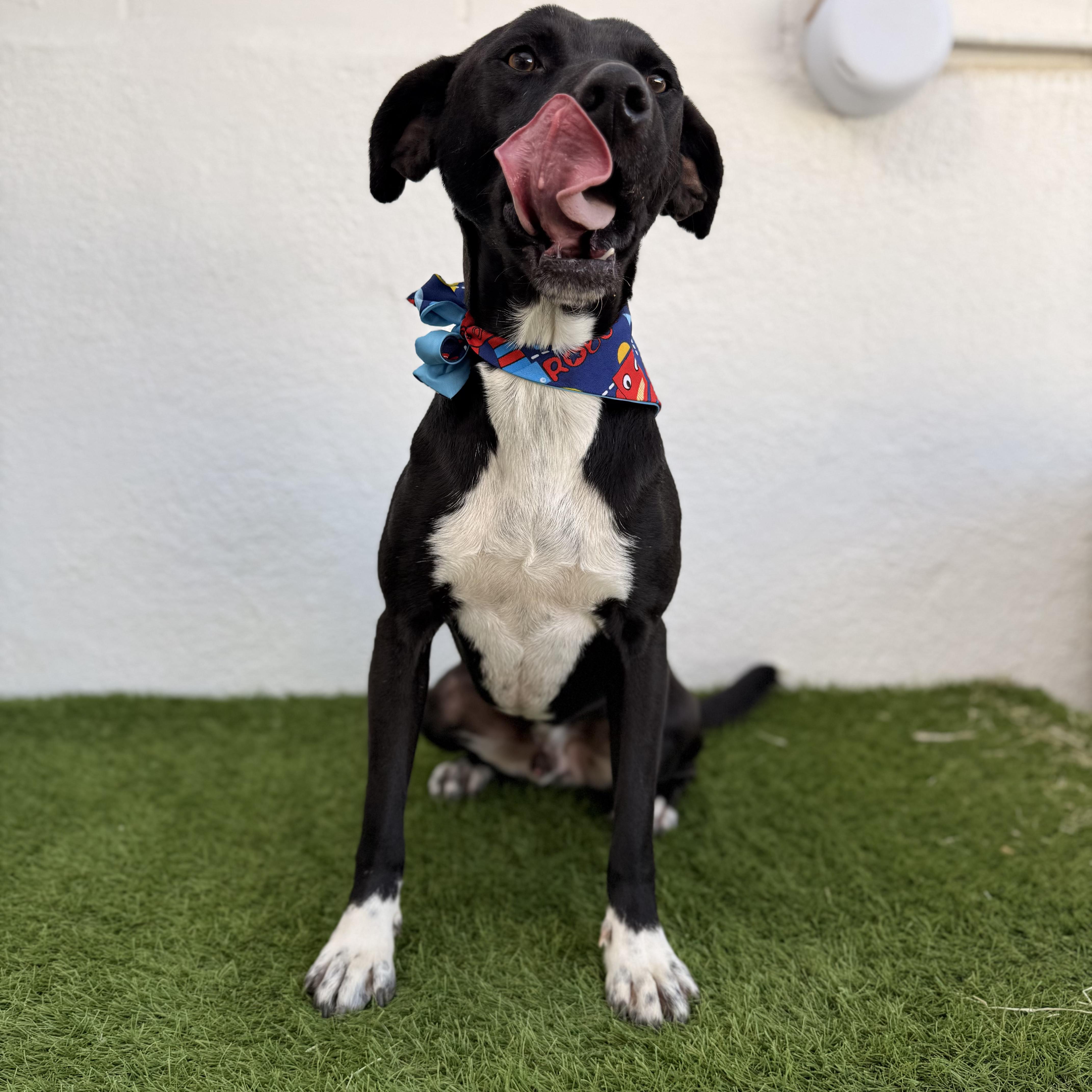 Enlarge PAQUITO, an adopted mixed breed in Tecate, BCN image 2/6