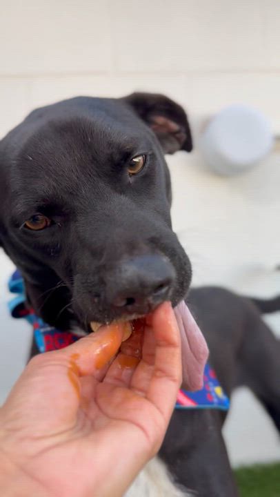 Enlarge PAQUITO, an adopted mixed breed in Tecate, BCN video 3/6