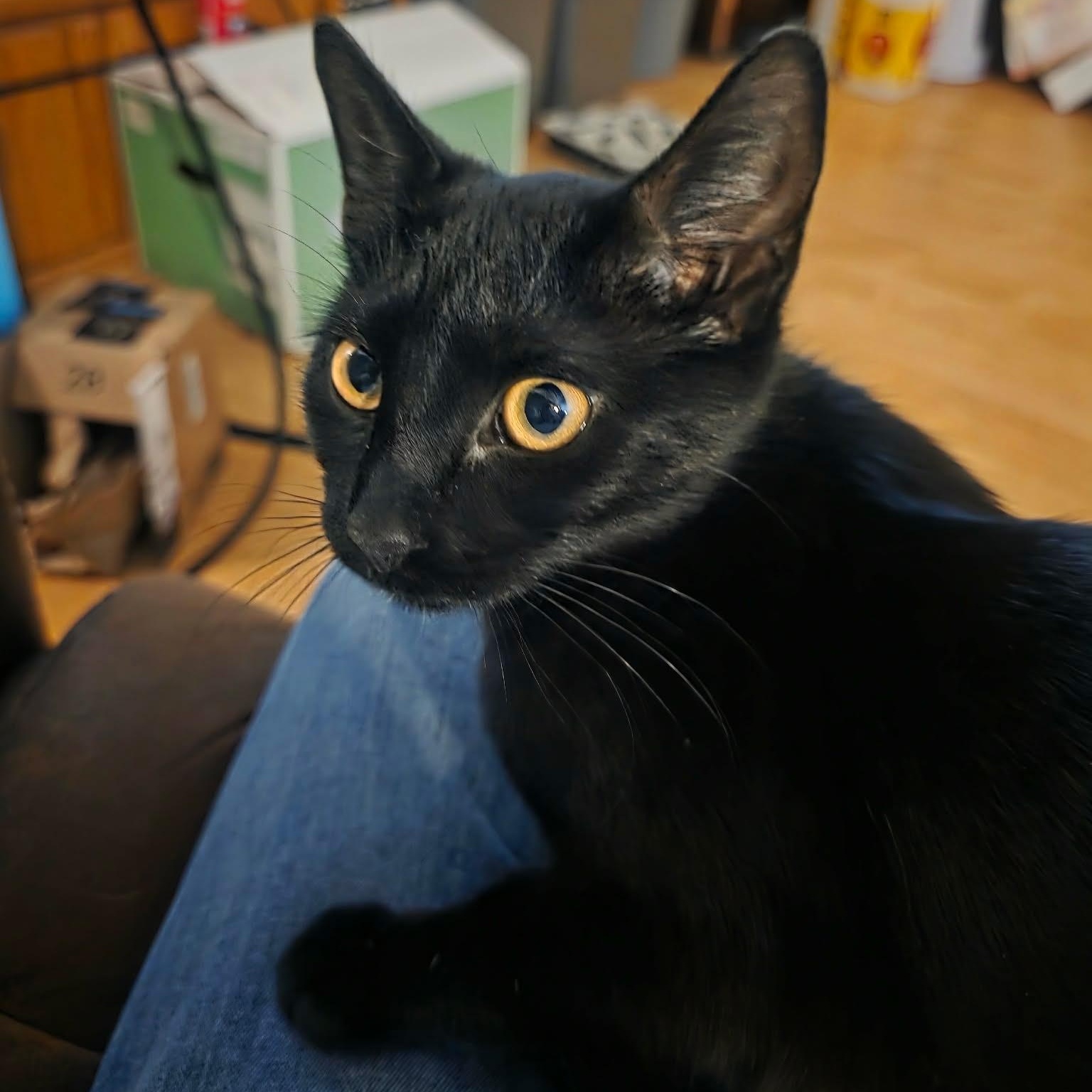 Enlarge Holly, a Adoptable mixed breed in Pocatello, ID image 1/1