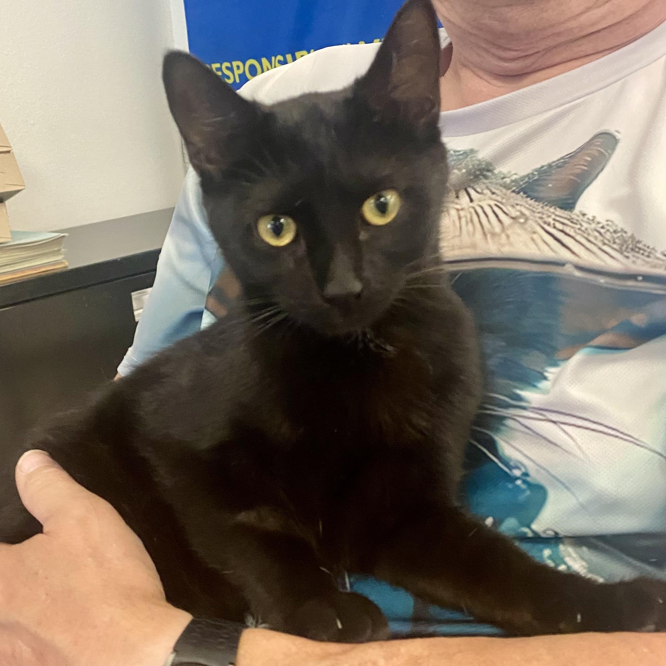 Enlarge Holly, a Adopted mixed breed in Pocatello, ID image 1/3