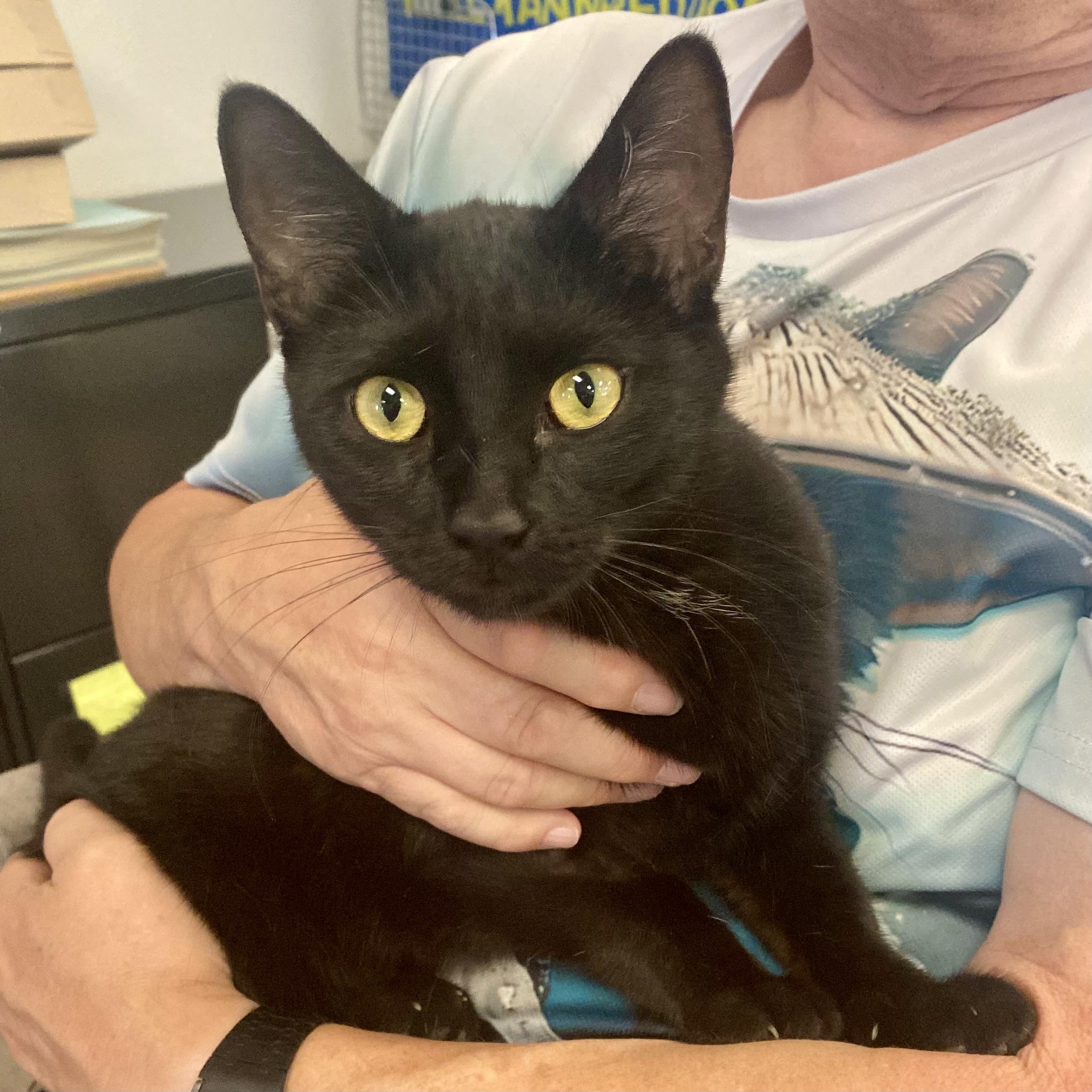 Enlarge Holly, a Adopted mixed breed in Pocatello, ID image 2/3