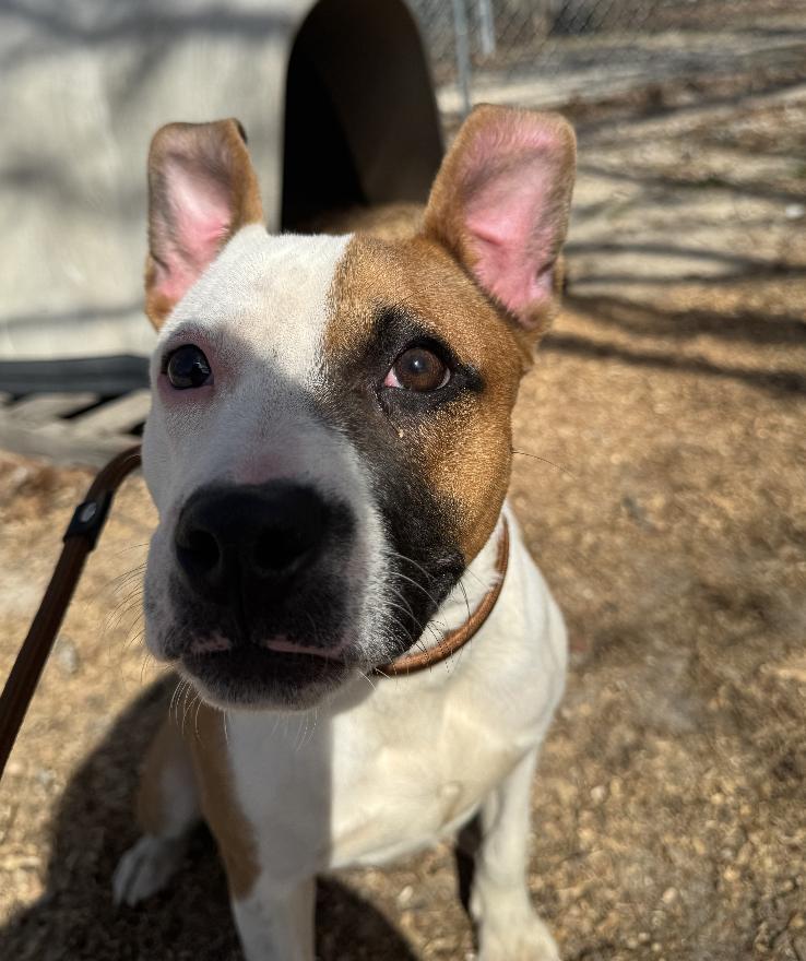 Strawberry, a Adopted mixed breed in Orangeburg, SC image 5/6