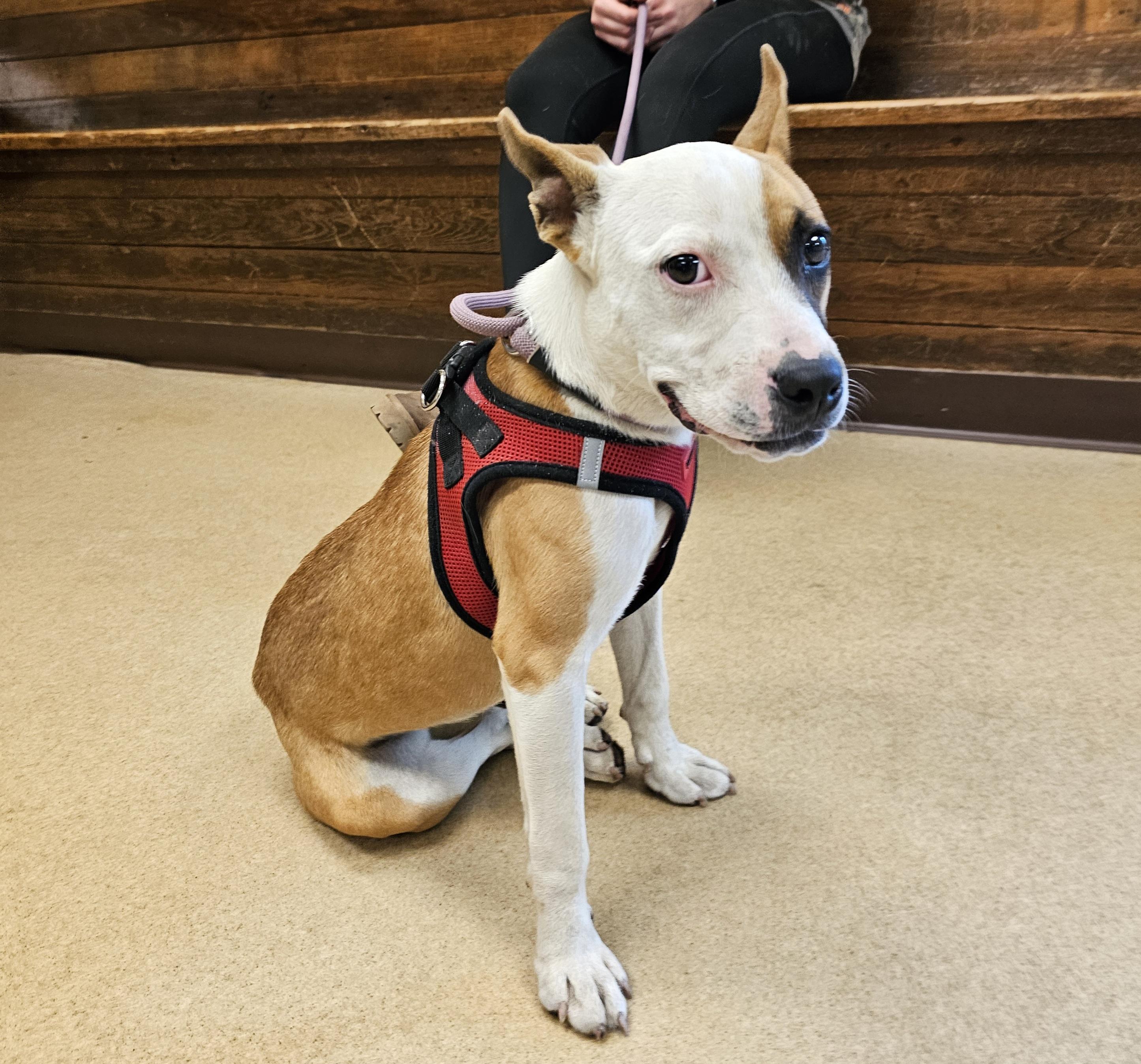 Strawberry, a Adopted mixed breed in Orangeburg, SC image 3/6