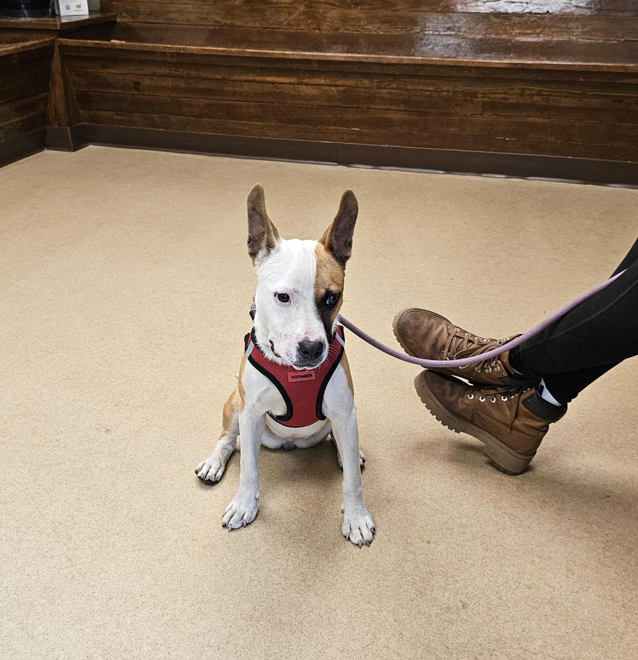 Strawberry, a Adopted mixed breed in Orangeburg, SC image 2/6