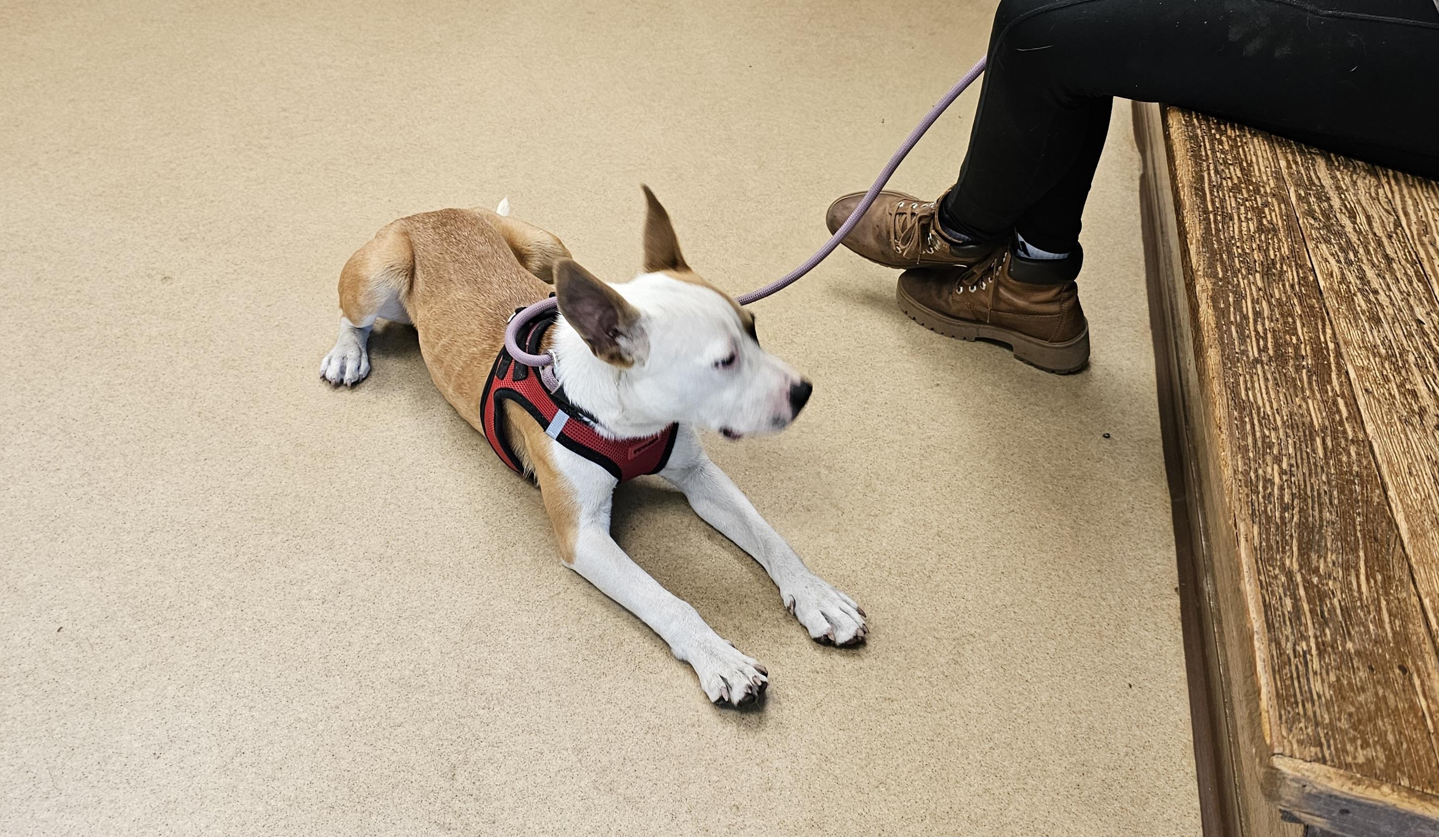 Strawberry, a Adopted mixed breed in Orangeburg, SC image 4/6