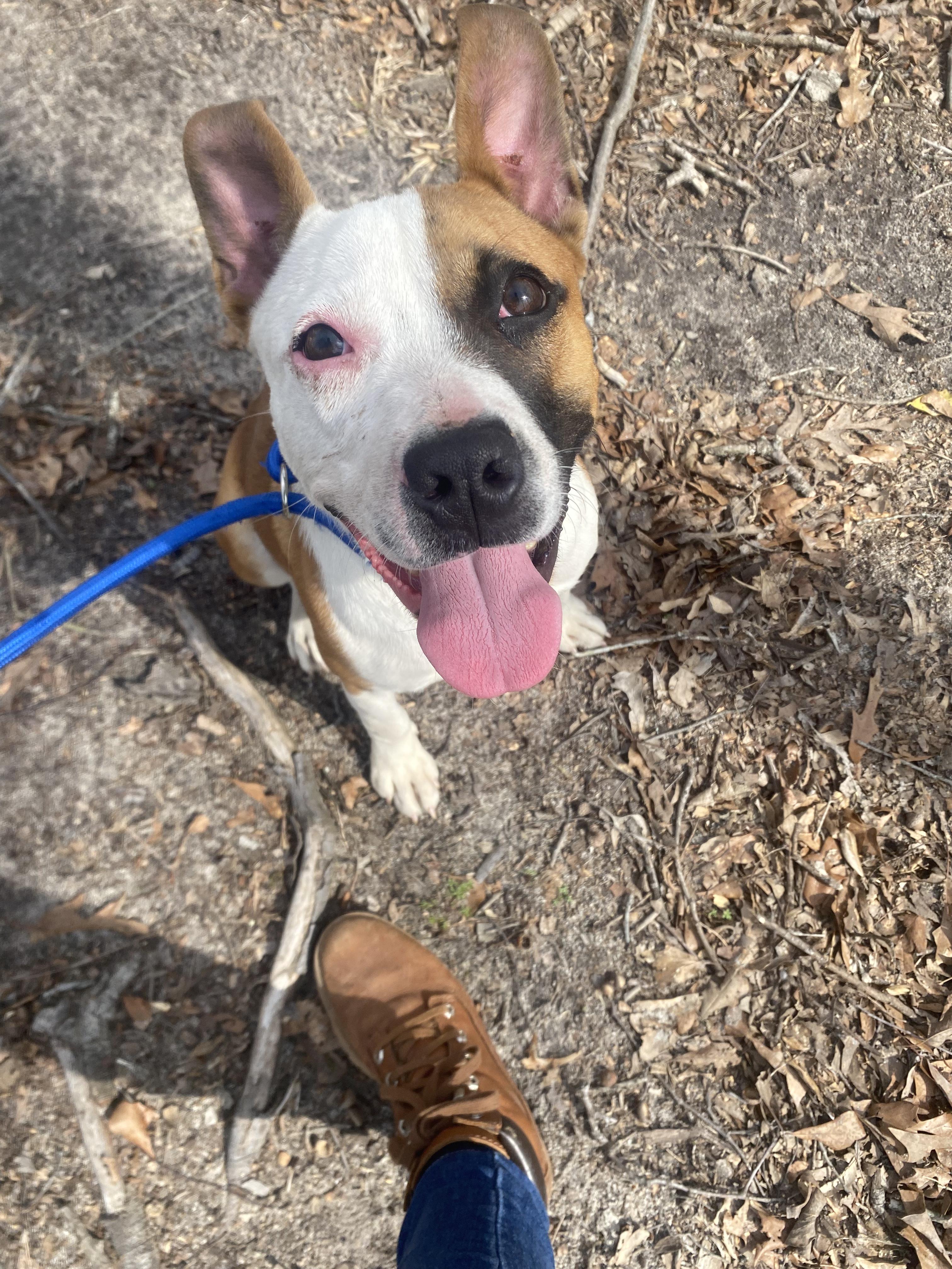 Strawberry, Adopted, Young Female Jack Russell Terrier & Mixed Breed.