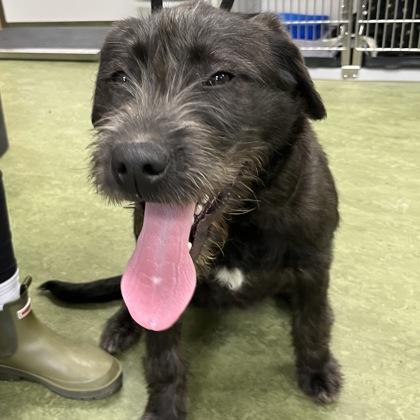 Enlarge Fitzy, an adopted mixed breed in Dubuque, IA image 1/1