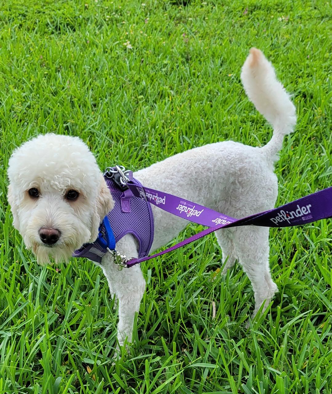 MOMO, a ADOPTABLE mixed breed in West Palm Beach, FL image 4/6