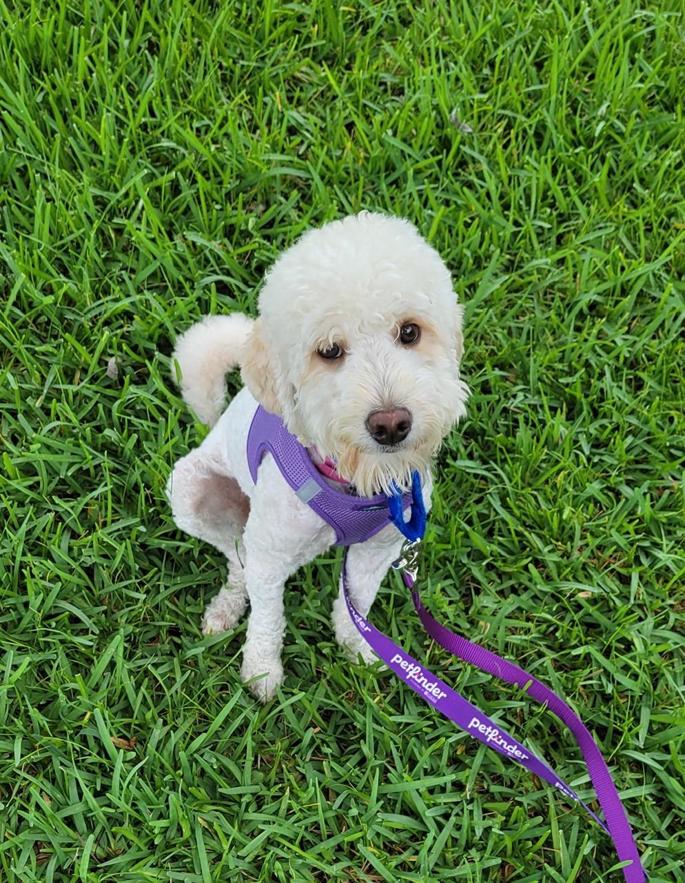 MOMO, a ADOPTABLE mixed breed in West Palm Beach, FL image 3/6