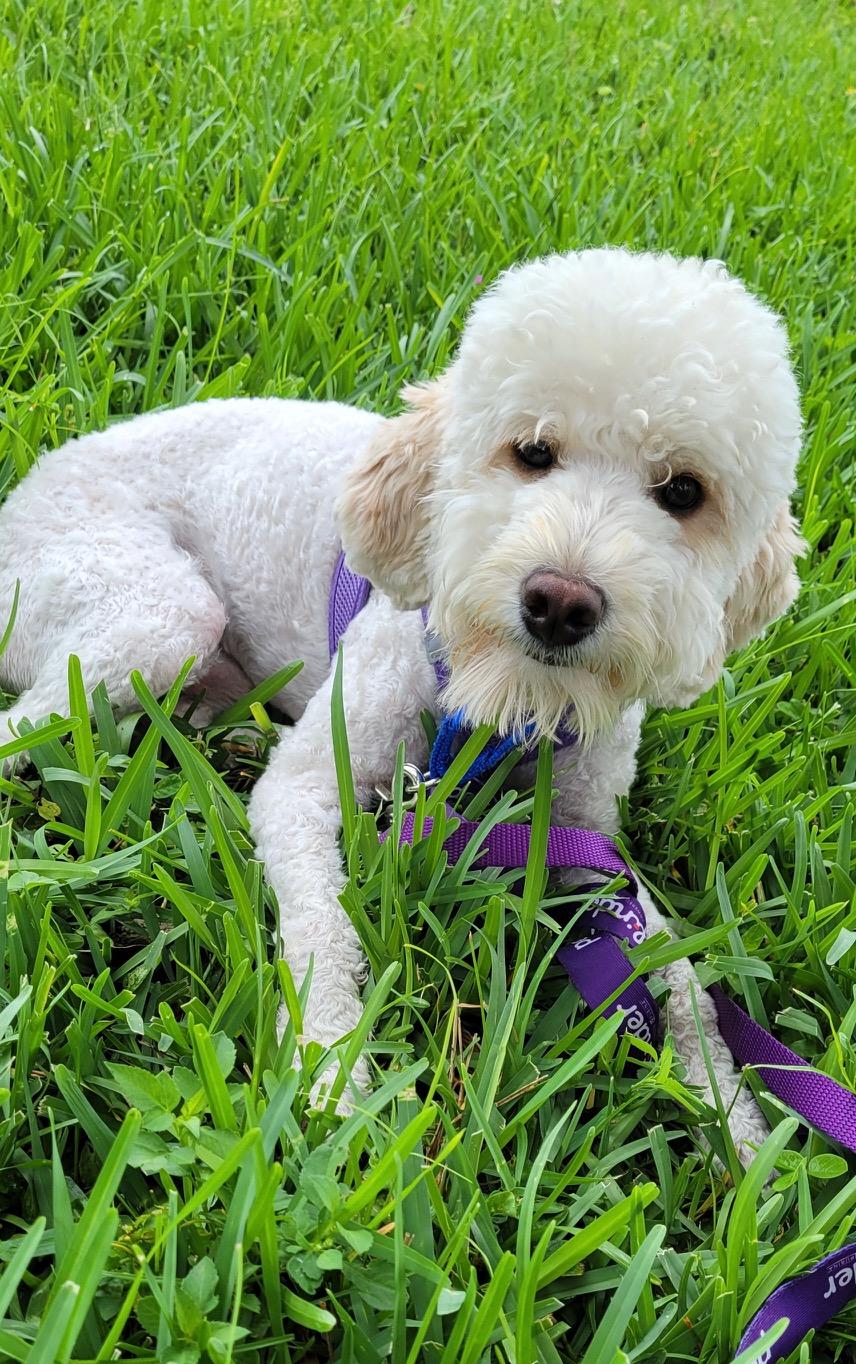 MOMO, a ADOPTABLE mixed breed in West Palm Beach, FL image 1/6