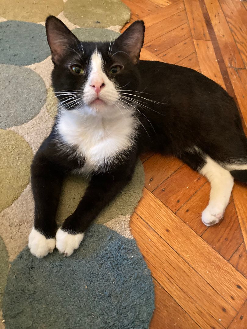 Abner the Affectionate, Adopted, Young Male Domestic Short Hair.