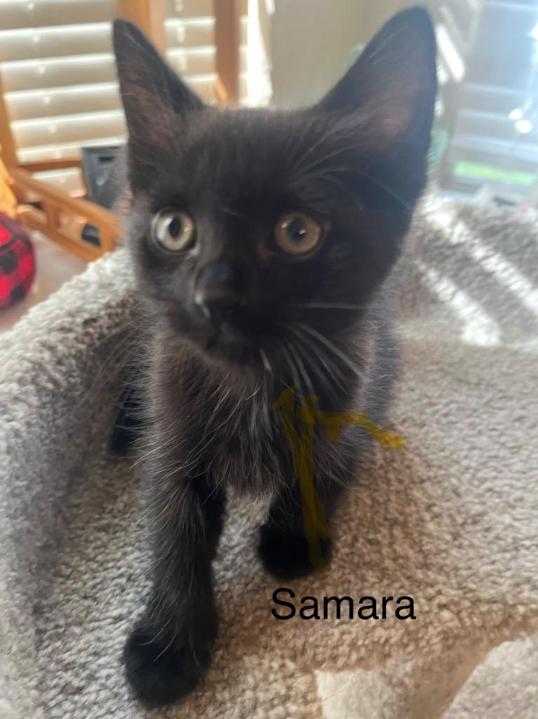 Samara, Adoptable, Kitten Female Domestic Short Hair.