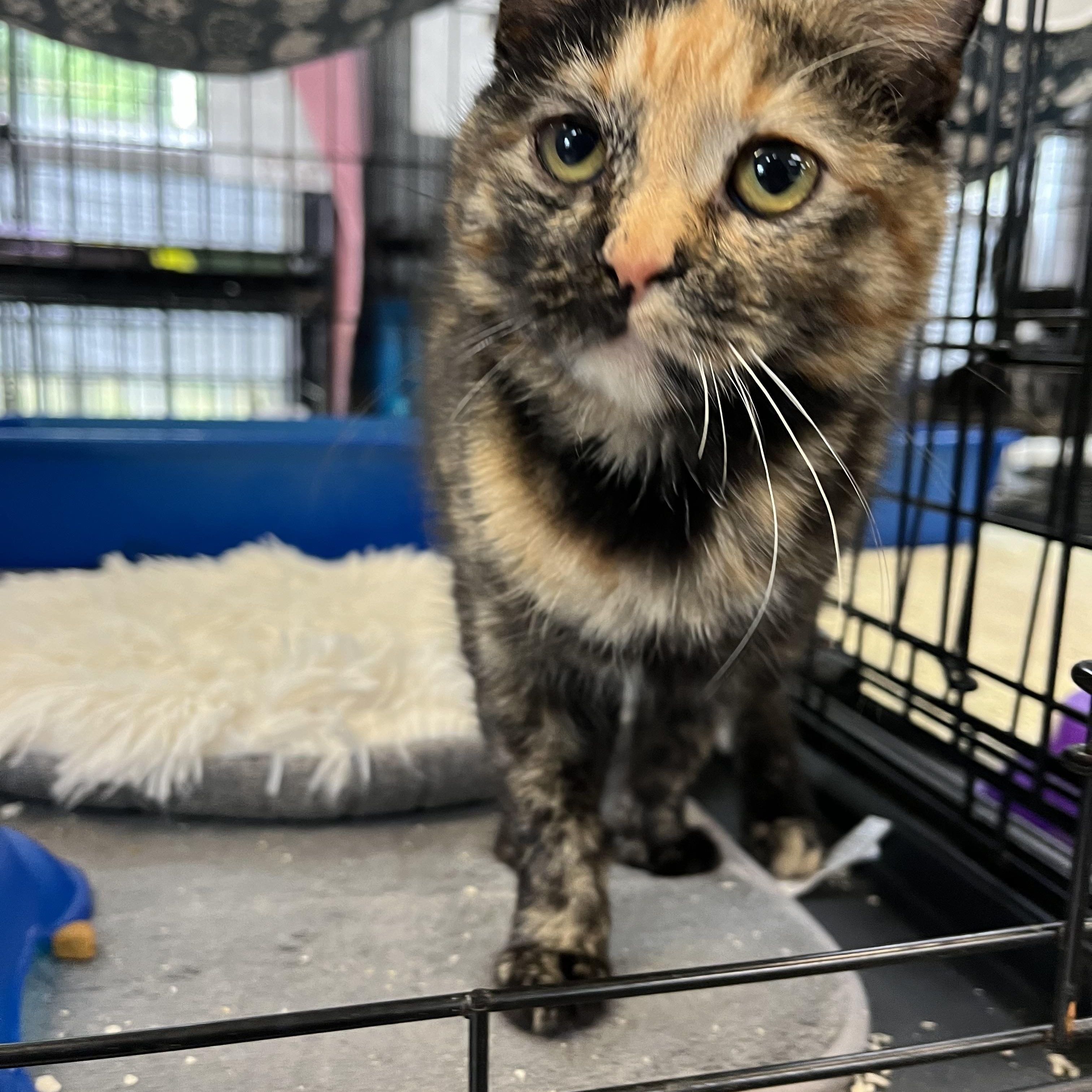 Katniss Everclear, a Adoptable Calico in Washington, DC image 2/5