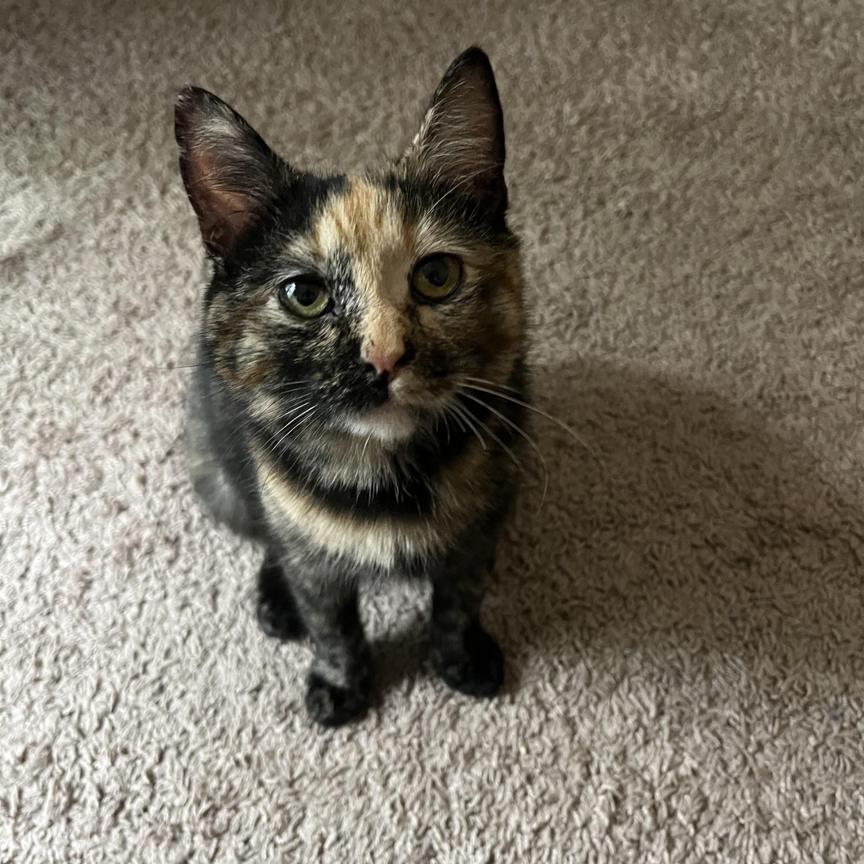 Katniss Everclear, a Adoptable Calico in Washington, DC image 1/5