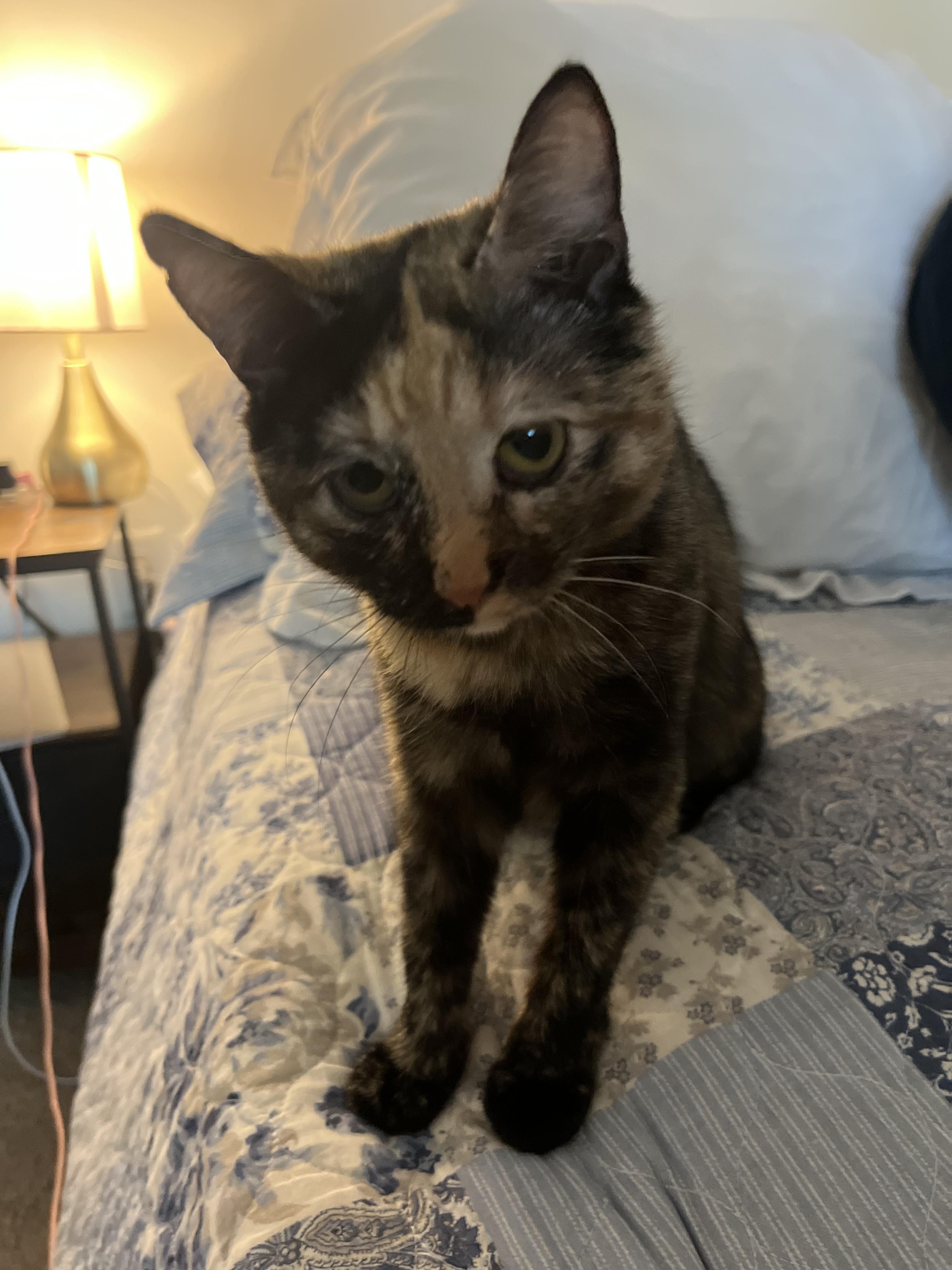 Katniss Everclear, a Adoptable Calico in Washington, DC image 5/5