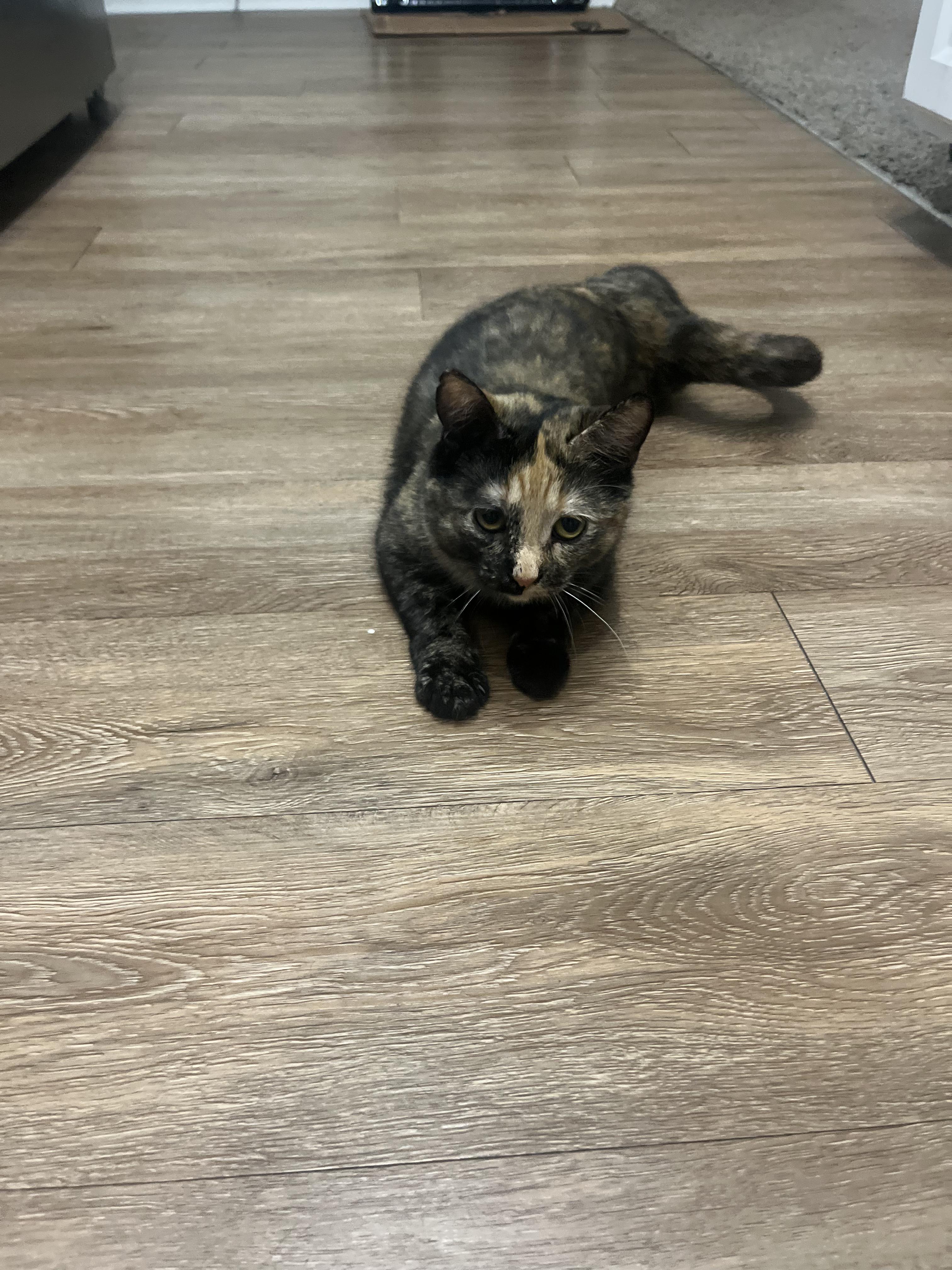 Katniss Everclear, a Adoptable Calico in Washington, DC image 4/5