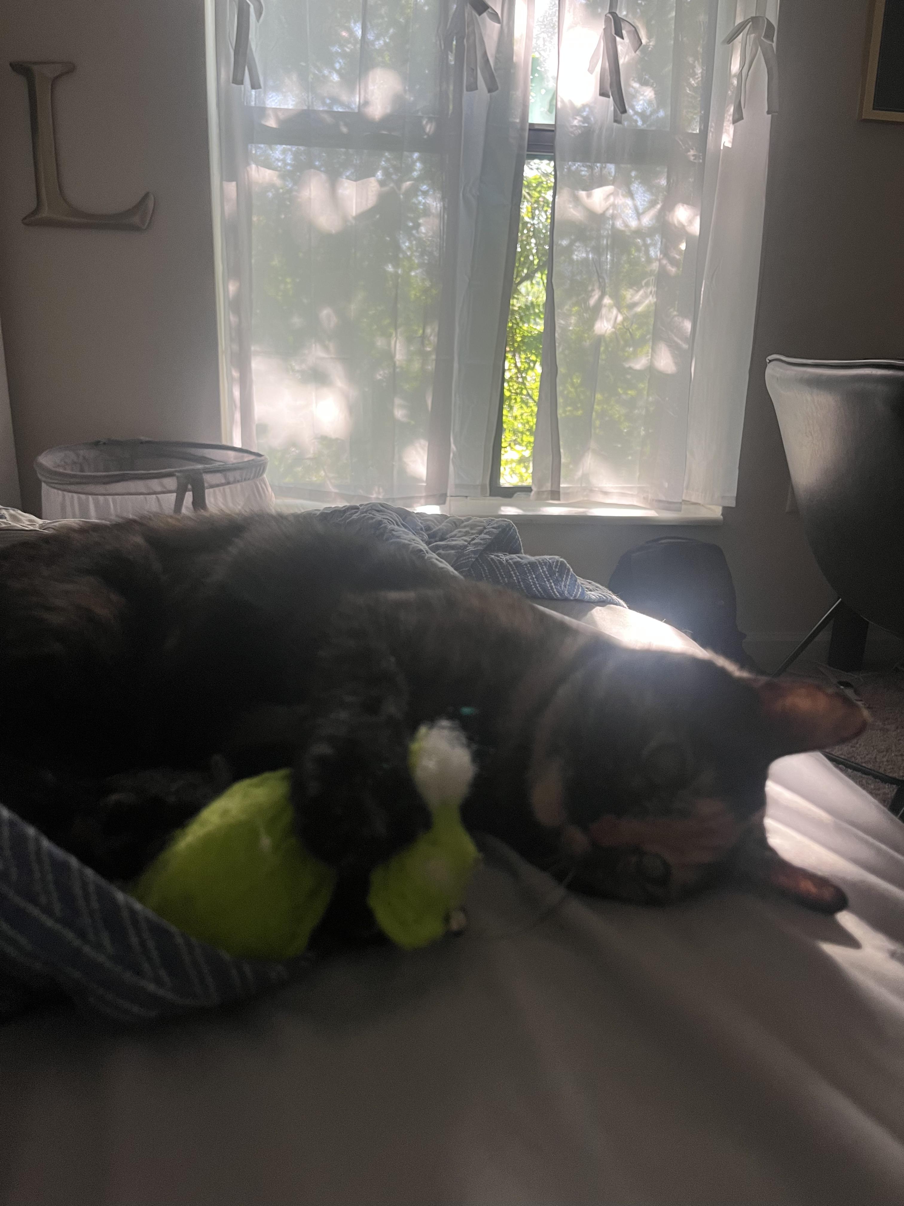 Katniss Everclear, a Adoptable Calico in Washington, DC image 3/5