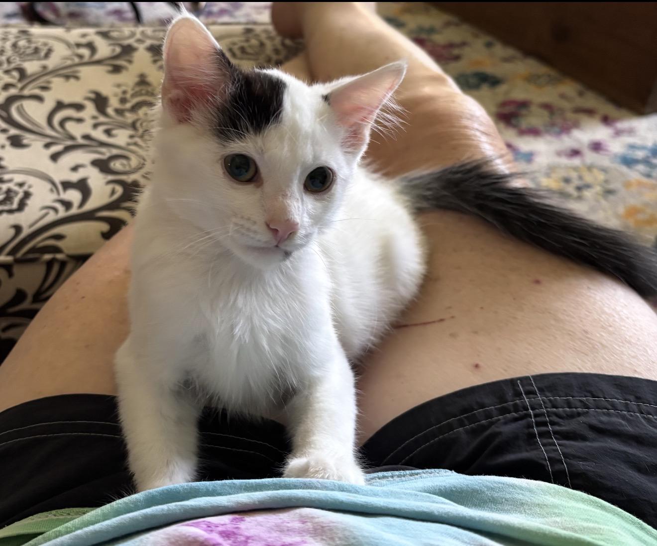 Samuel, Adoptable, Kitten Male Domestic Short Hair.