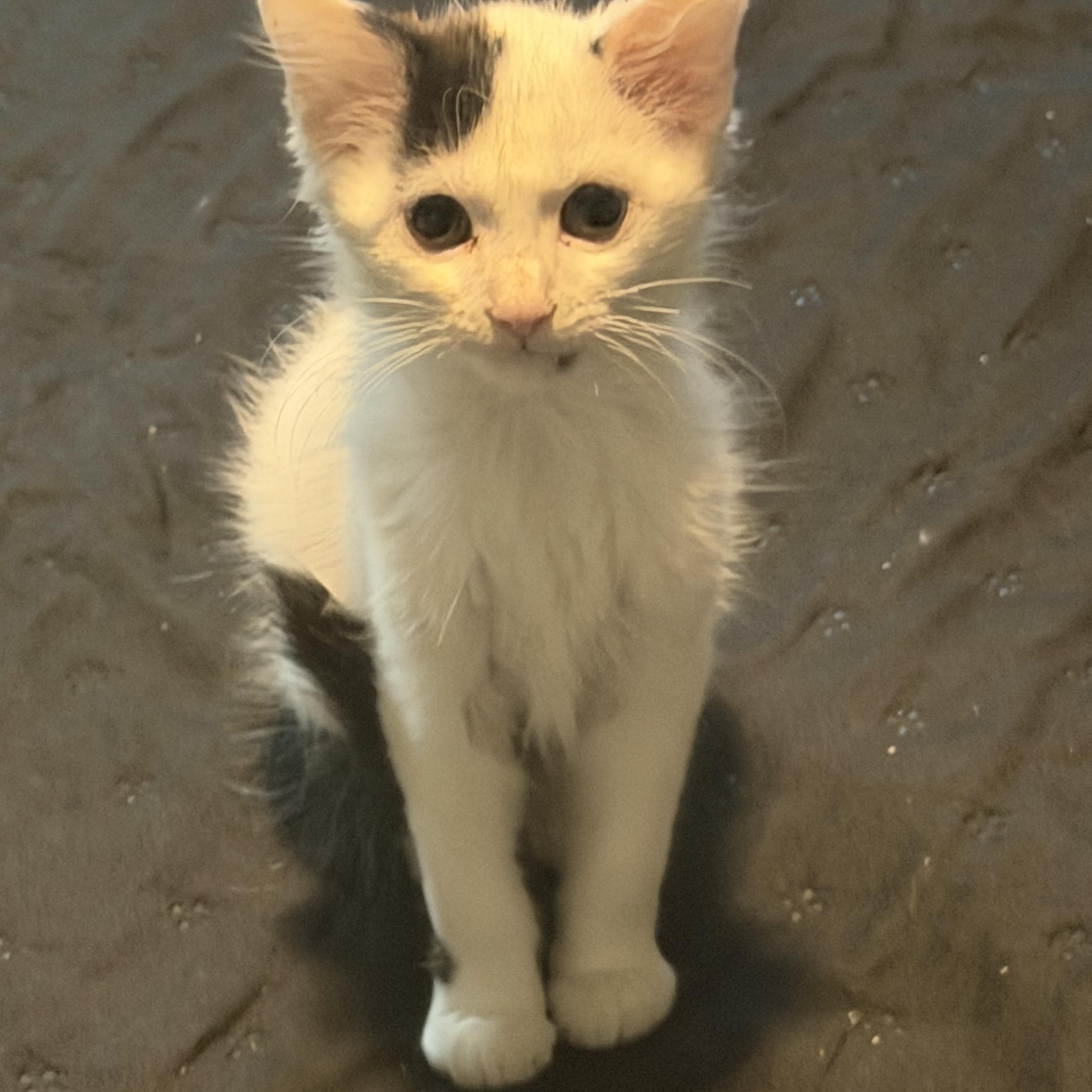 Samuel, a Adoptable Domestic Short Hair in Charlotte, NC image 2/5
