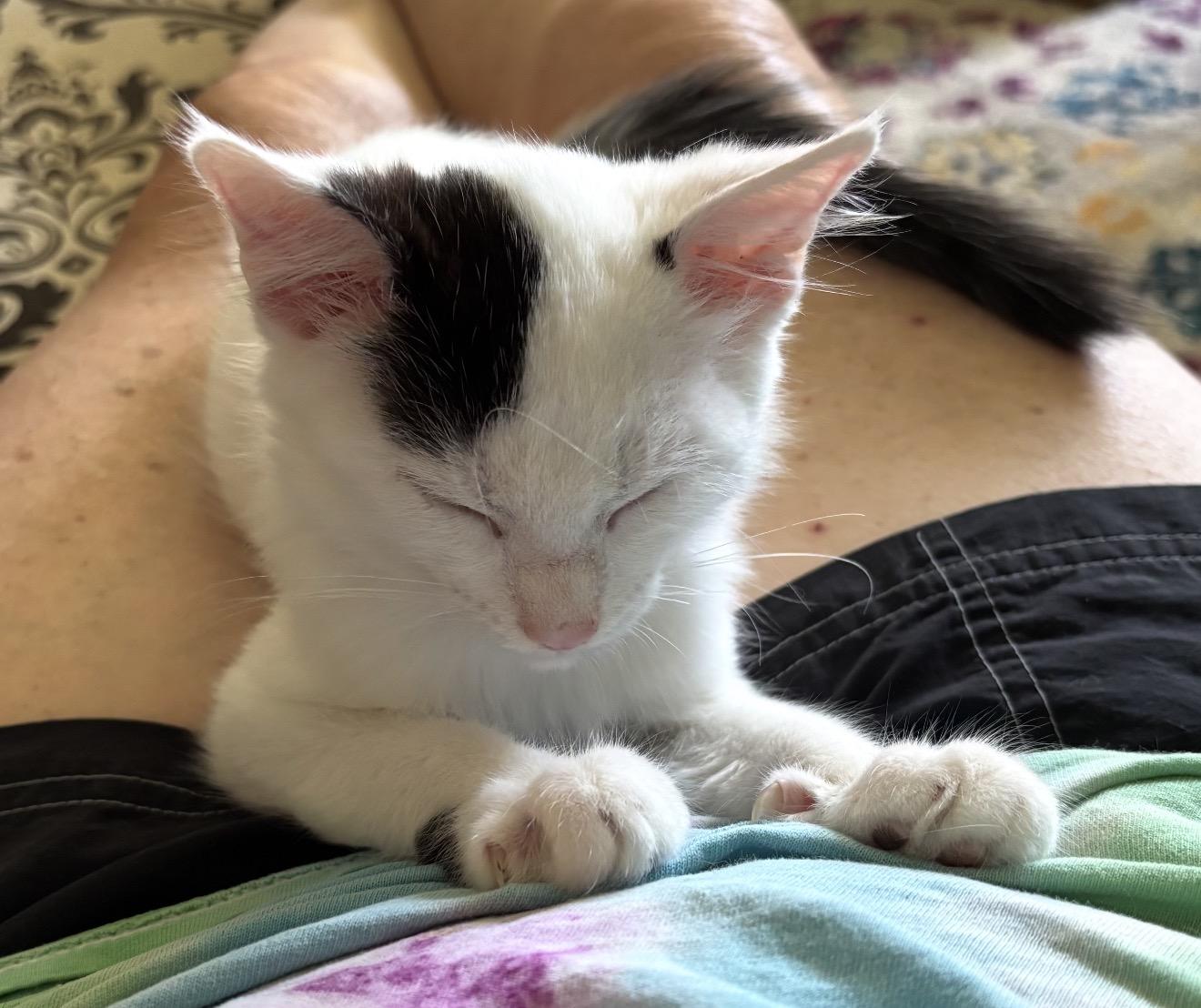 Samuel, a Adoptable Domestic Short Hair in Charlotte, NC image 5/5