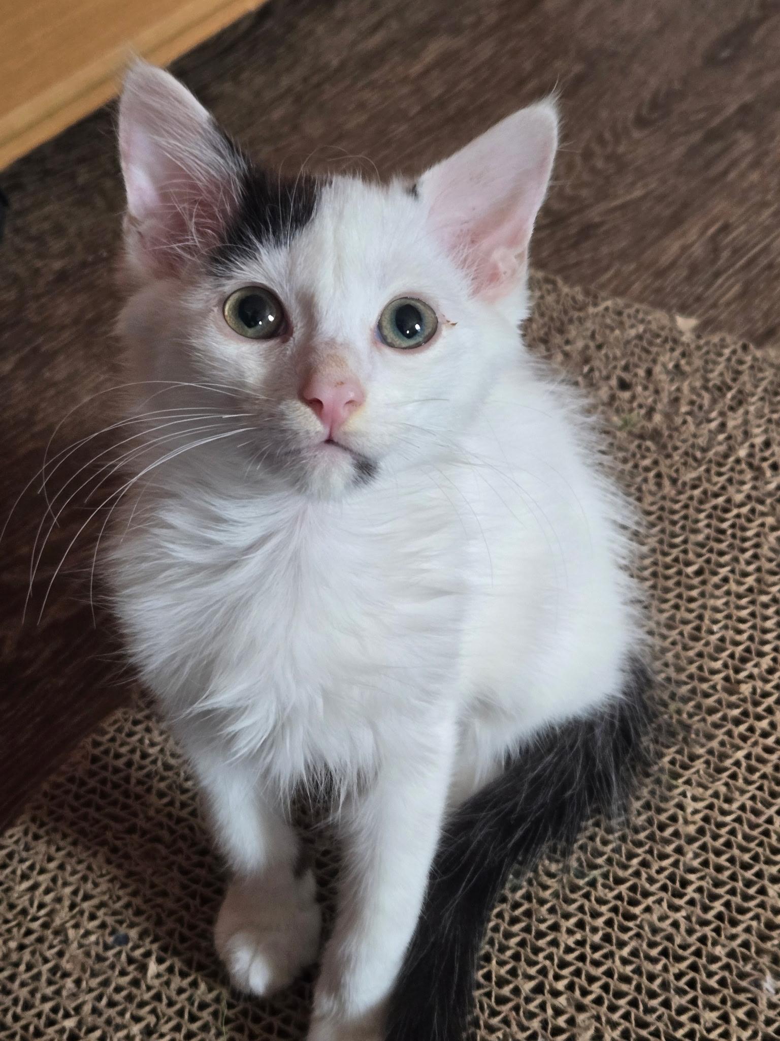 Samuel, a Adoptable Domestic Short Hair in Charlotte, NC image 3/5