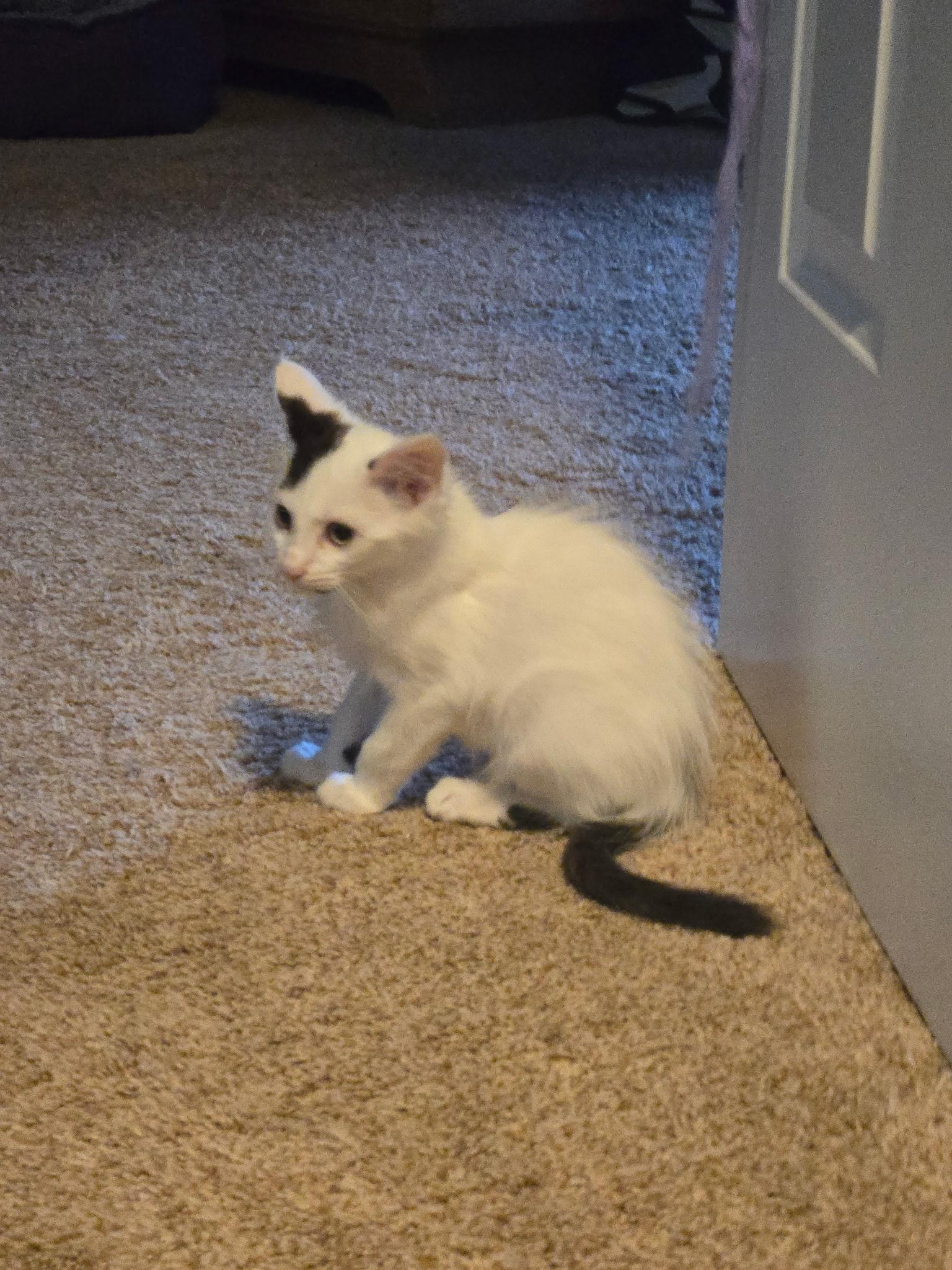 Samuel, a Adoptable Domestic Short Hair in Charlotte, NC image 4/5