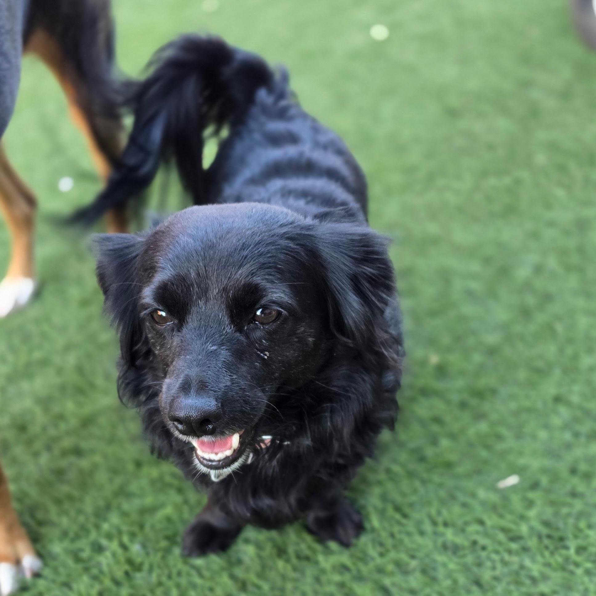Enlarge Fiona, a Adopted mixed breed in Boise, ID image 4/6