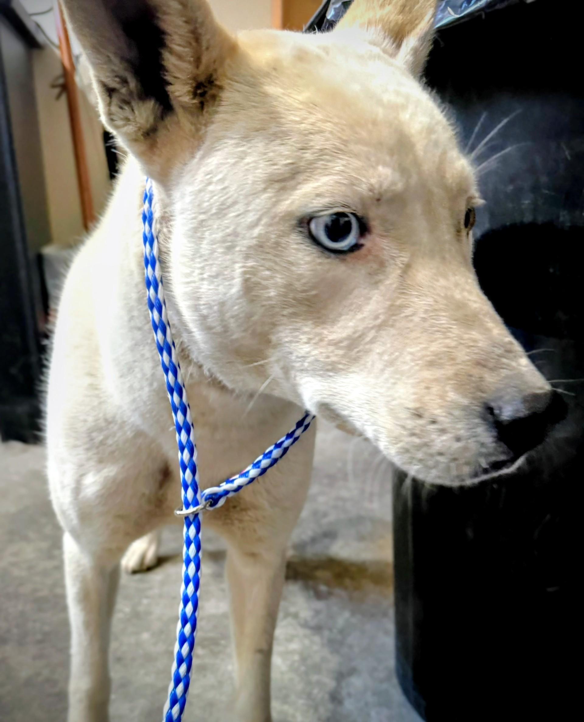 Pearl, Adoptable, Young Female Siberian Husky & Labrador Retriever.
