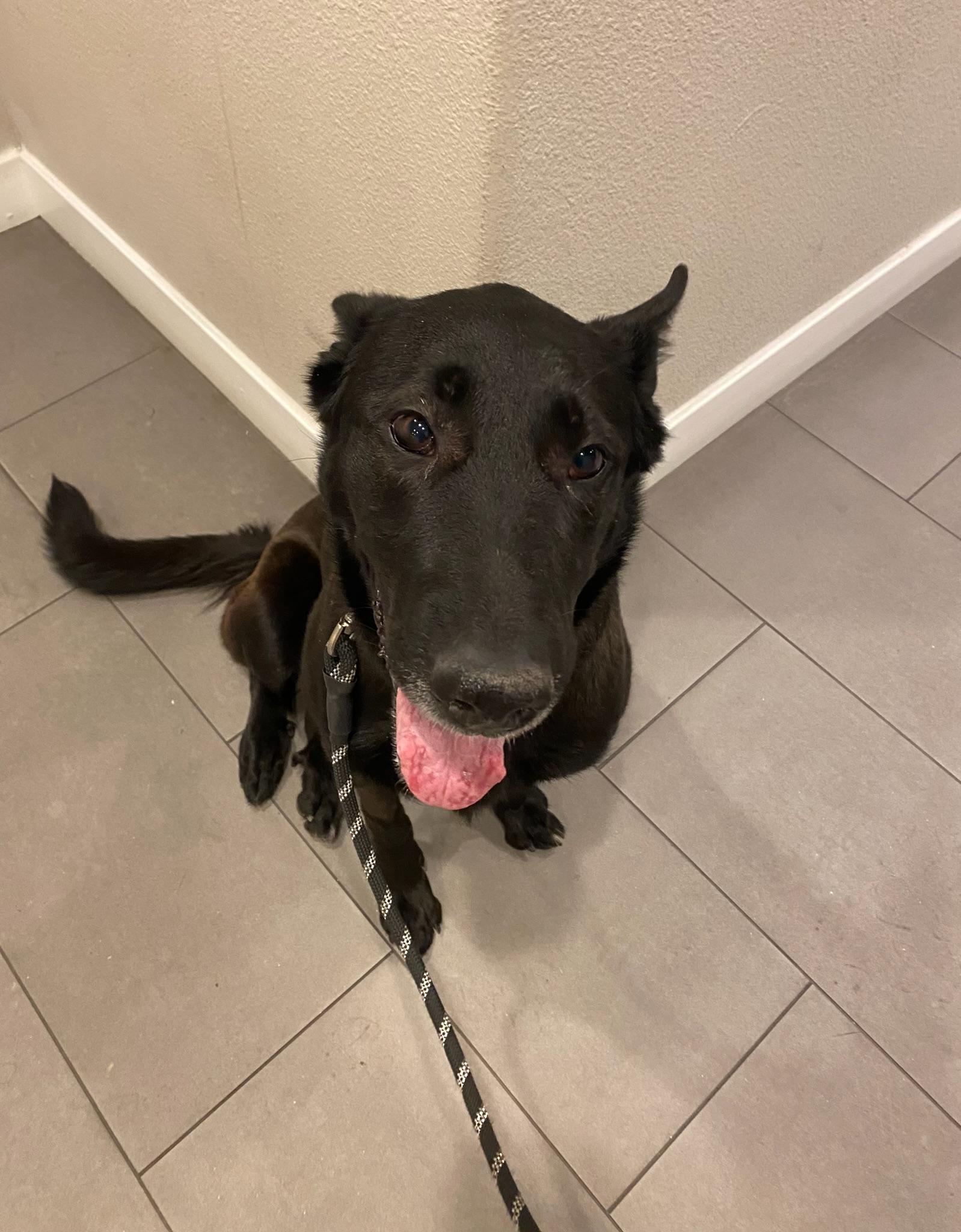 Enlarge Lolita , a Adoptable mixed breed in Los Angeles , CA image 2/6