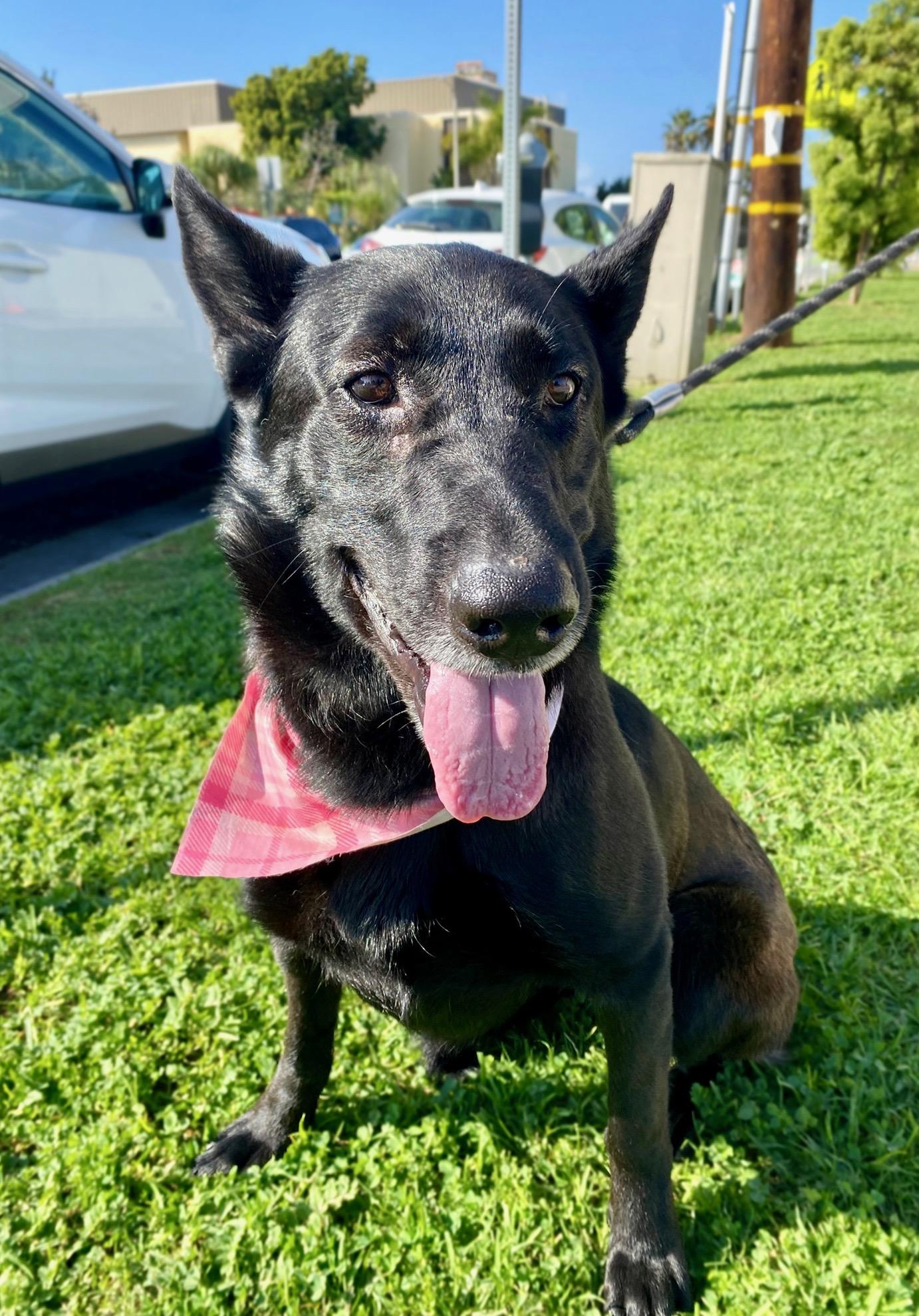 Enlarge Lolita , a Adoptable mixed breed in Los Angeles , CA image 5/6